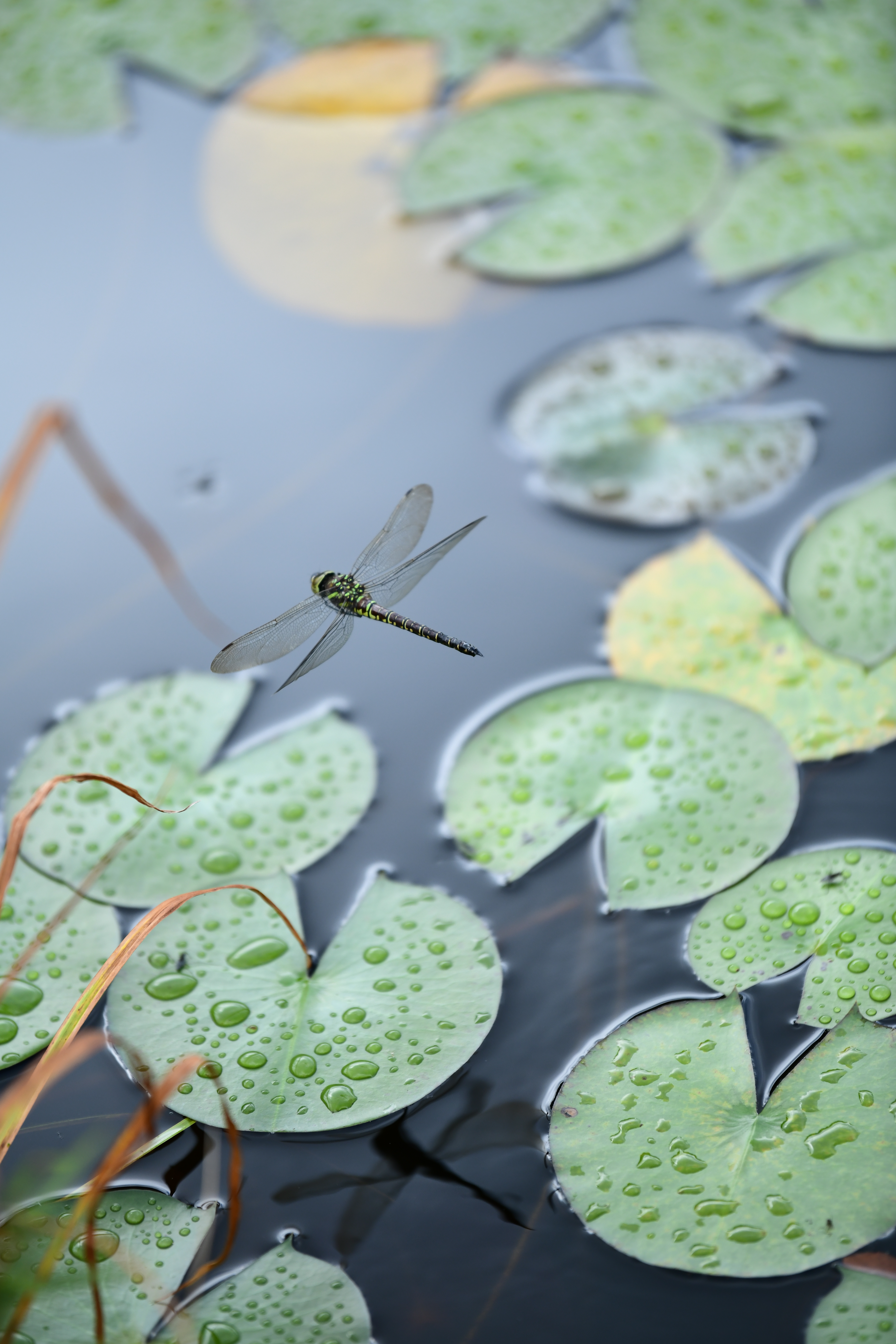 D850 / AF-S NIKKOR 70-200mm f/2.8E FL ED VR / 1/1,600秒 / F2.8 / +1EV / ISO 360 / シャッター優先AE / 200mm