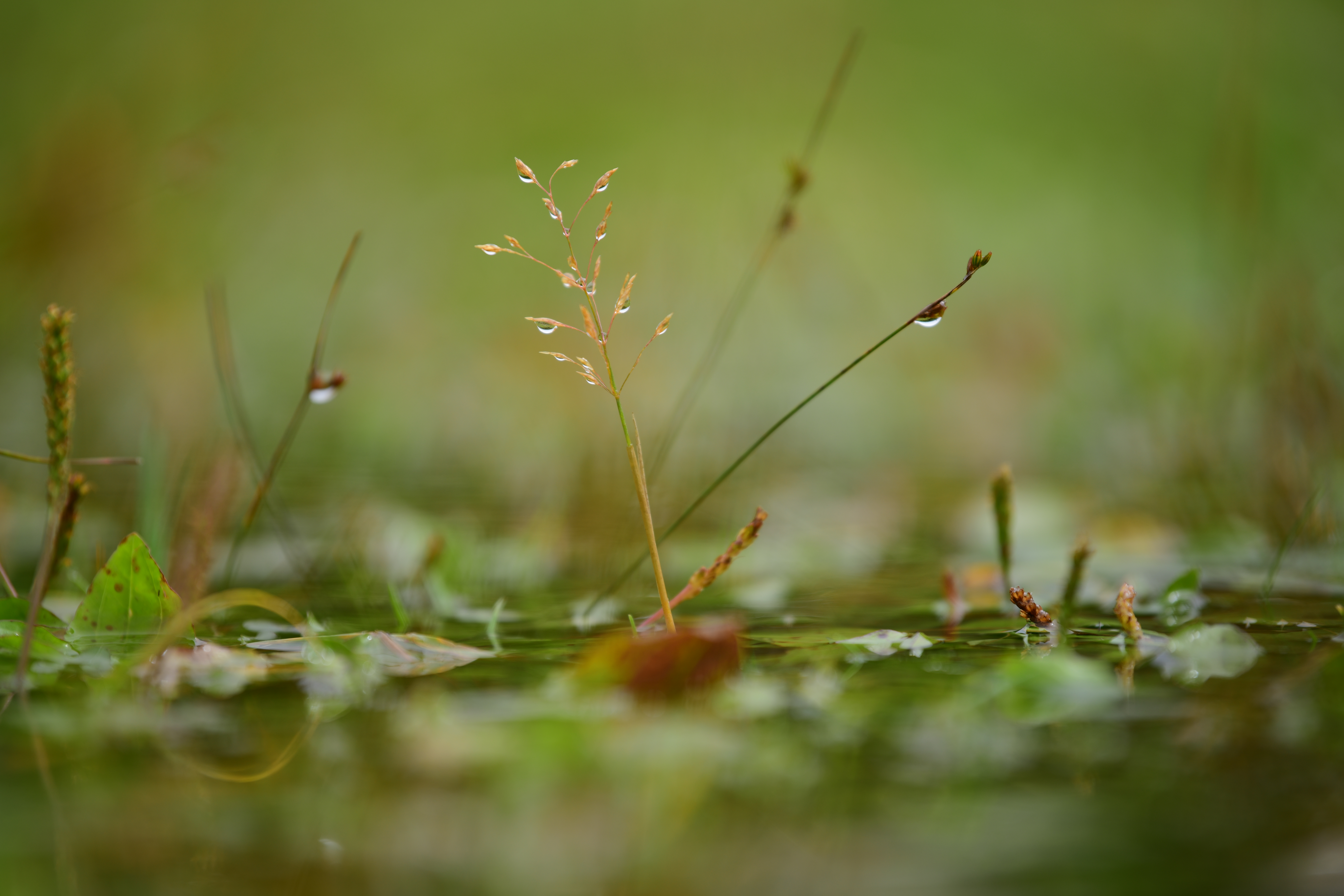 D850 / AF-S NIKKOR 70-200mm f/2.8E FL ED VR / 1/400秒 / F2.8 / 0EV / ISO 64 / 絞り優先AE / 200mm