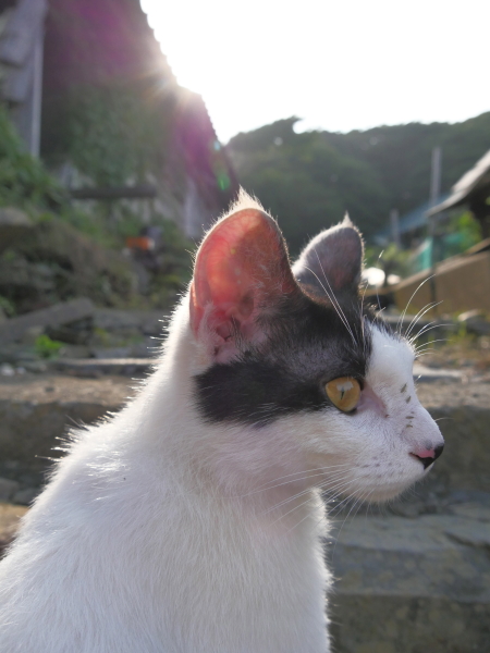 LUMIX GH4 / LUMIX G VARIO 14-140mm / F3.5-5.6 ASPH. / POWER O.I.S. / 1/1,600秒 / F5 / +0.3EV / ISO800 / 絞り優先AE / 14mm