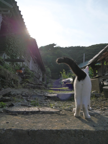 LUMIX GH4 / LUMIX G VARIO 14-140mm / F3.5-5.6 ASPH. / POWER O.I.S. / 1/5,000秒 / F5 / -0.3EV / ISO800 / 絞り優先AE / 14mm