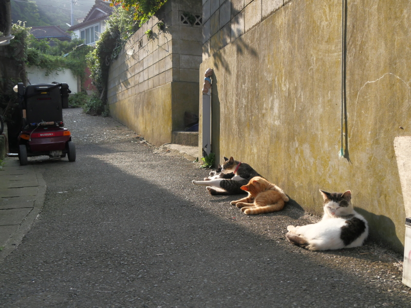 LUMIX GH4 / LUMIX G VARIO 14-140mm / F3.5-5.6 ASPH. / POWER O.I.S. / 1/1,600秒 / F5.3 / -0.3EV / ISO800 / 絞り優先AE / 21mm