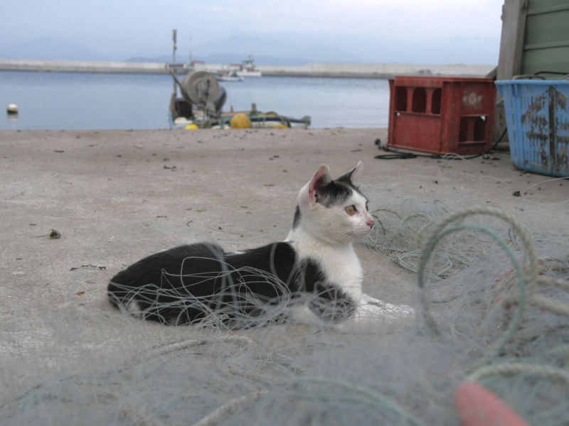 LUMIX GH4 / LUMIX G VARIO 14-140mm / F3.5-5.6 ASPH. / POWER O.I.S. / 1/1,600秒 / F4.7 / -0.3EV / ISO800 / 絞り優先AE / 21mm