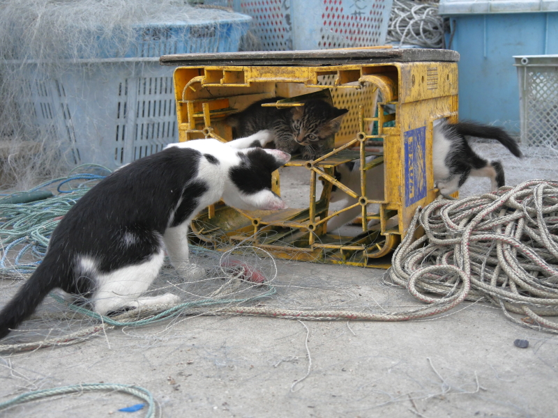 LUMIX GH4 / LUMIX G VARIO 14-140mm / F3.5-5.6 ASPH. / POWER O.I.S. / 1/640秒 / F4.7 / -0.3EV / ISO800 / 絞り優先AE / 26mm