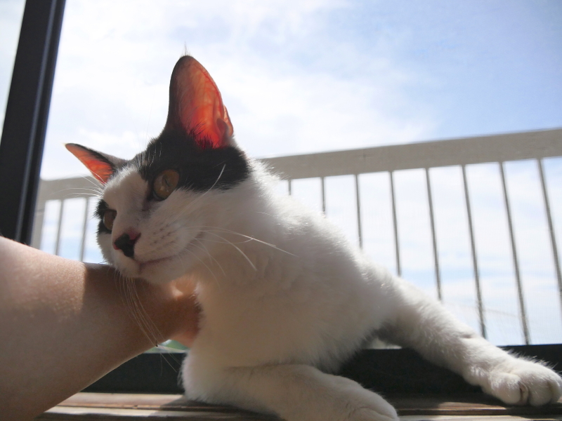 LUMIX GH4 / LUMIX G VARIO 14-140mm / F3.5-5.6 ASPH. / POWER O.I.S. / 1/5,000秒 / F4 / +0.3EV / ISO800 / 絞り優先AE / 14mm