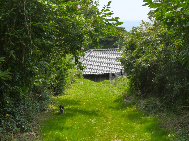 LUMIX GH4 / LUMIX G VARIO 14-140mm / F3.5-5.6 ASPH. / POWER O.I.S. / 1/2,500秒 / F6.3 / -0.3EV / ISO800 / 絞り優先AE / 26mm