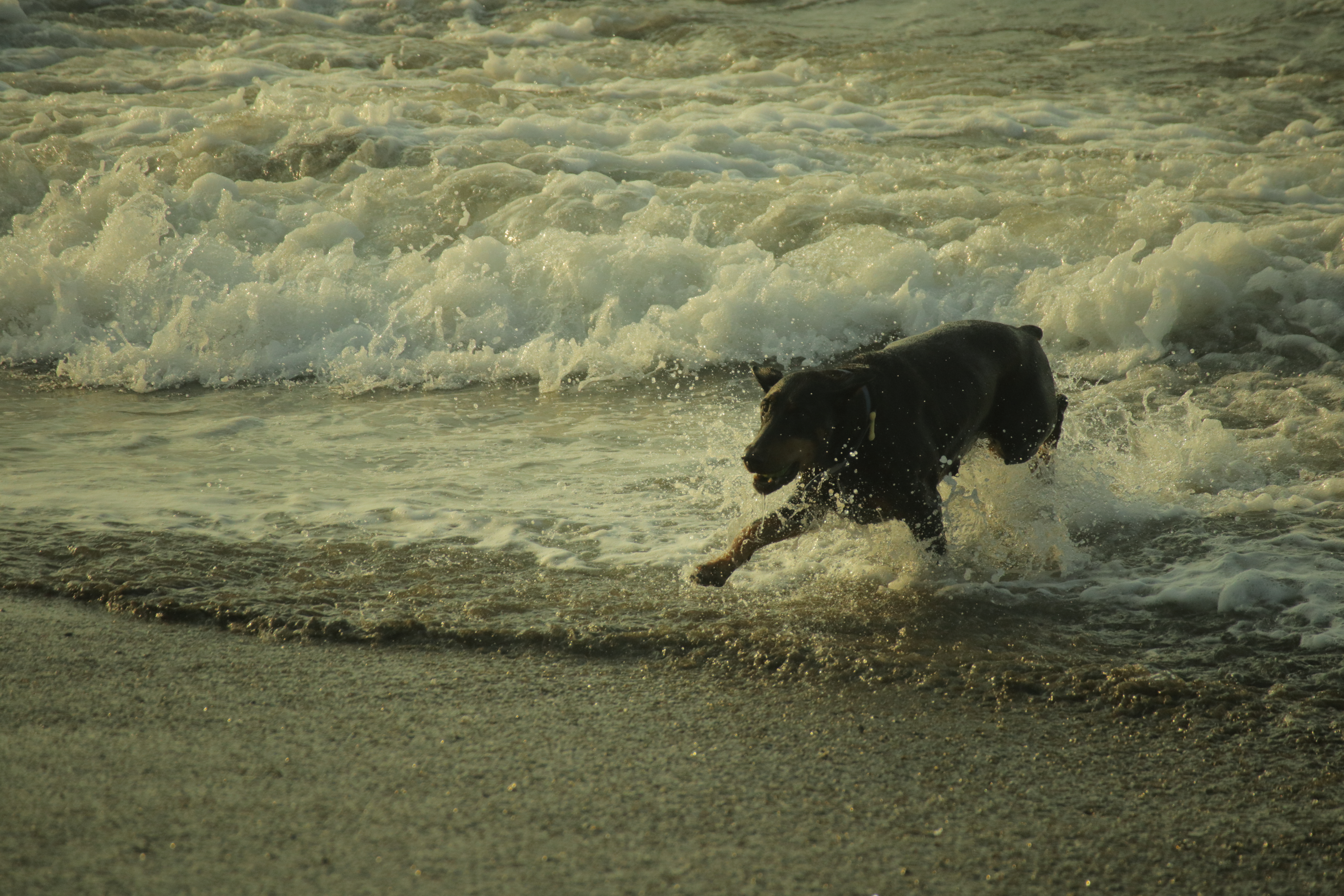 連写した中の1枚。EOS M100 / EF-M55-200mm F4.5-6.3 IS STM / 1/3,200秒 / F6.3 / 0EV / ISO 800 / マニュアル露出 / WB:日陰（A6、G7） / 200mm