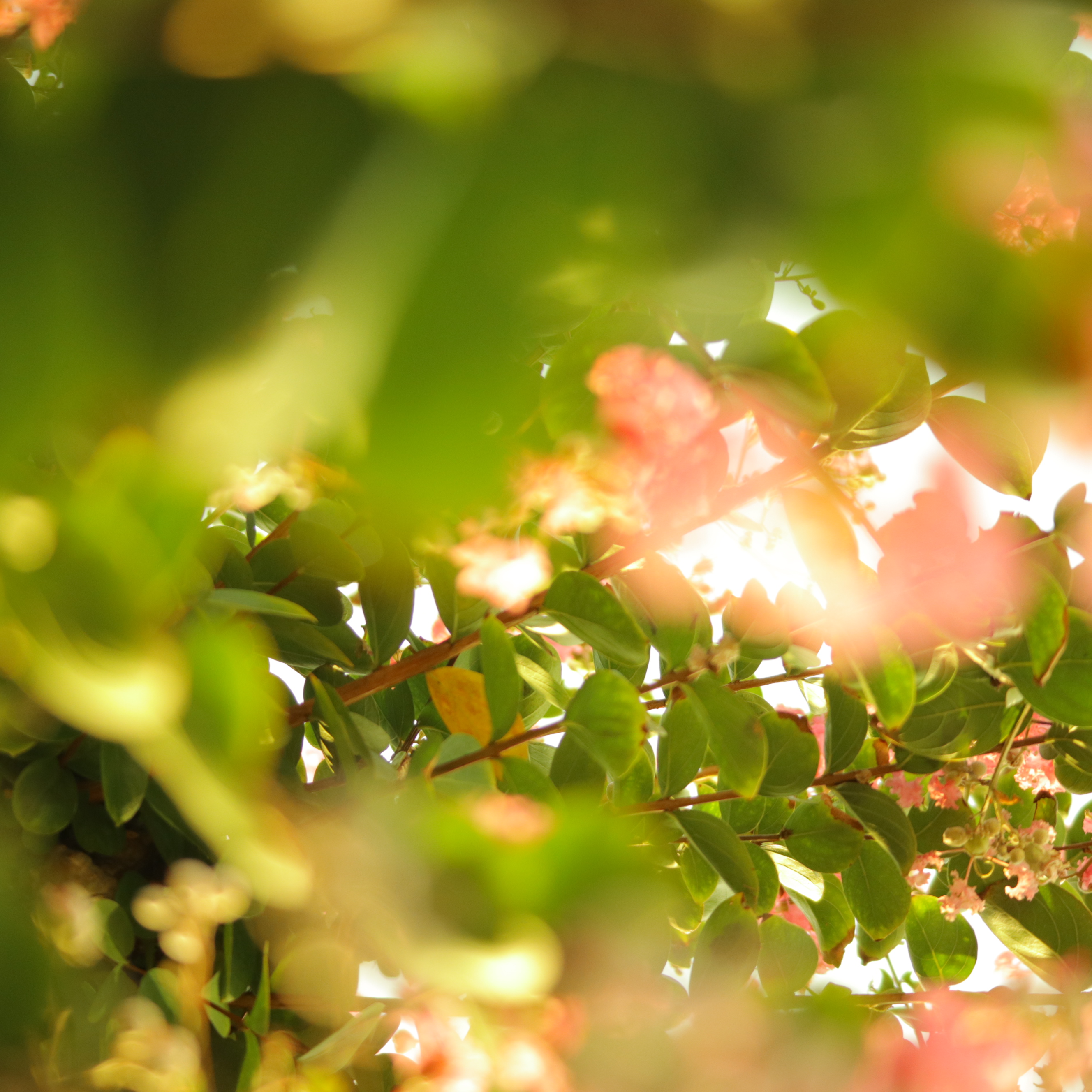 EOS M100 / EF-M55-200mm F4.5-6.3 IS STM / 1/250秒 / F5 / +1EV / ISO 500 / 絞り優先AE / WB:日陰（A6、G7） / 75mm