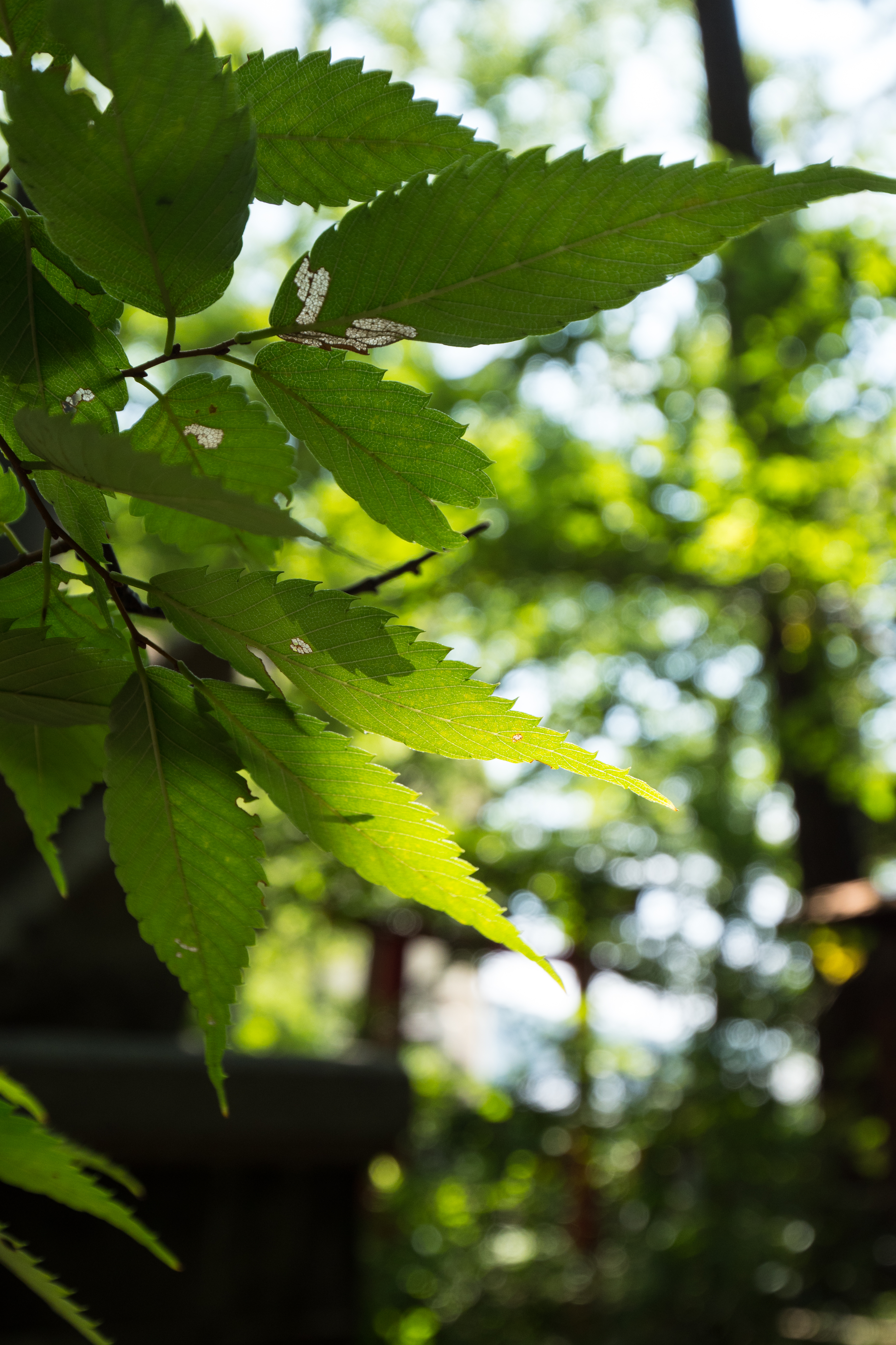 LUMIX GH5 / LEICA DG VARIO-ELMARIT 8-18mm / F2.8-4.0 ASPH. / 1/200秒 / F4 / 0EV / ISO200 / 絞り優先AE / 18mm