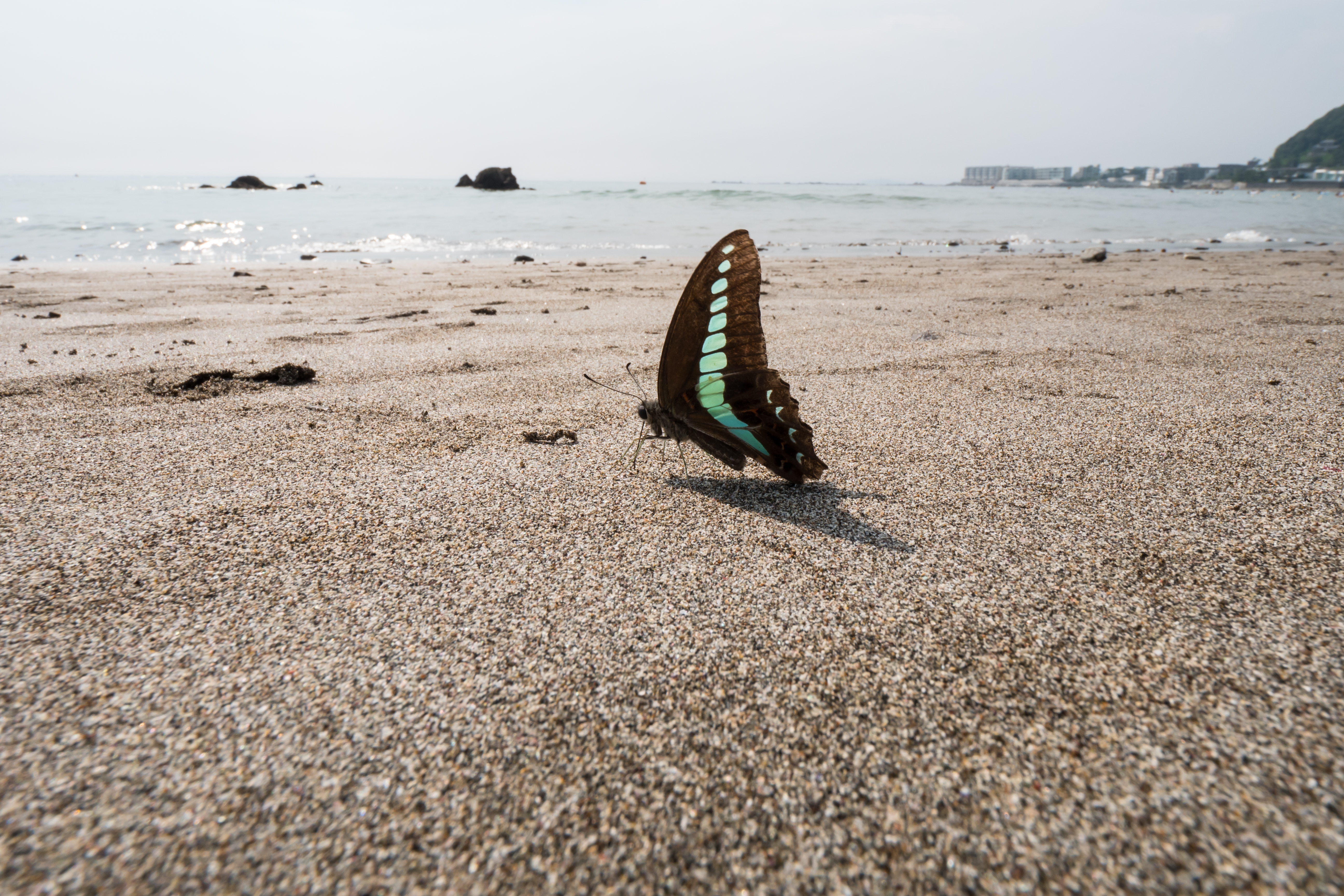 LUMIX GH5 / LEICA DG VARIO-ELMARIT 8-18mm / F2.8-4.0 ASPH. / 1/320秒 / F11 / +0.7EV / ISO200 / 絞り優先AE / 8mm