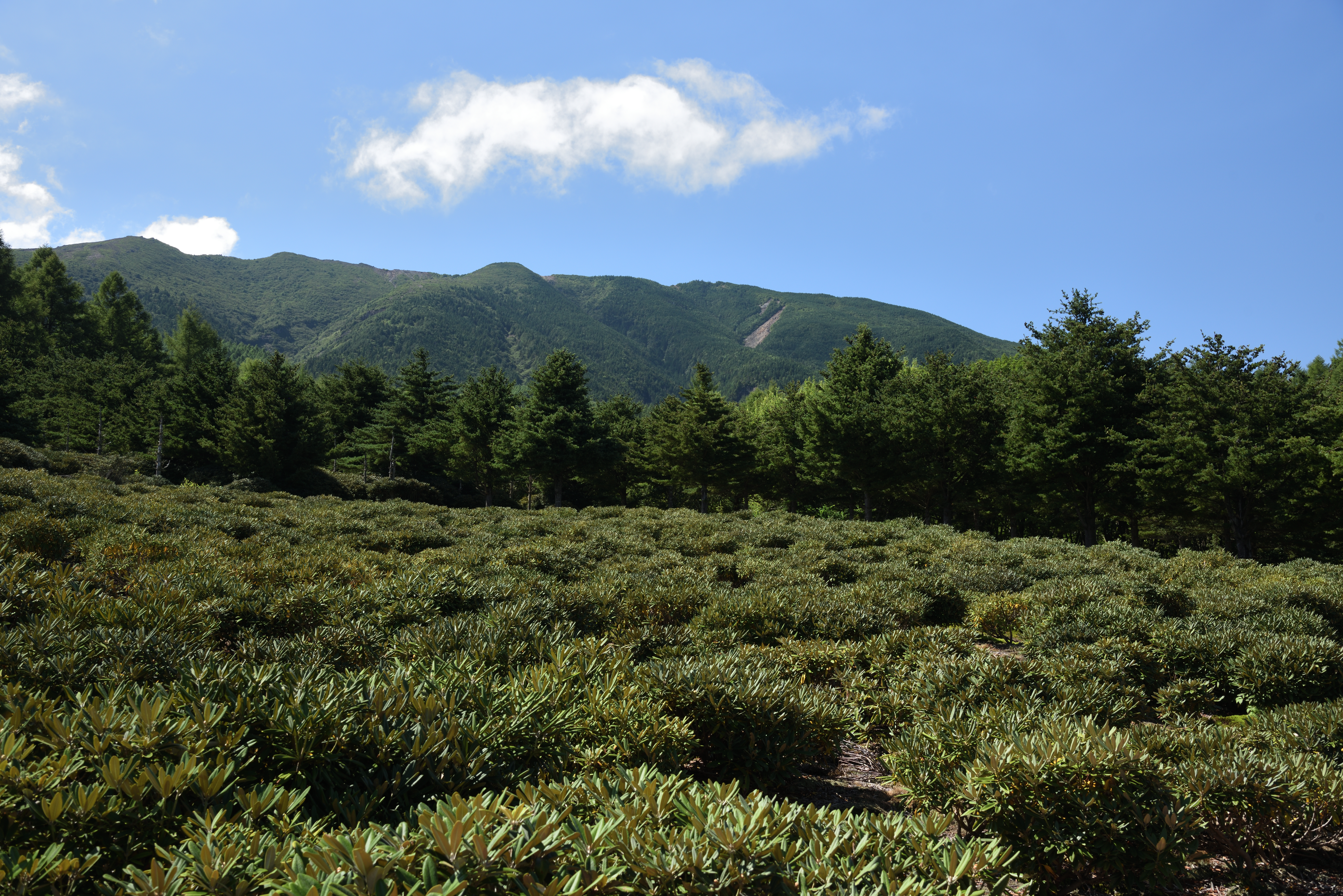 PLフィルター有り