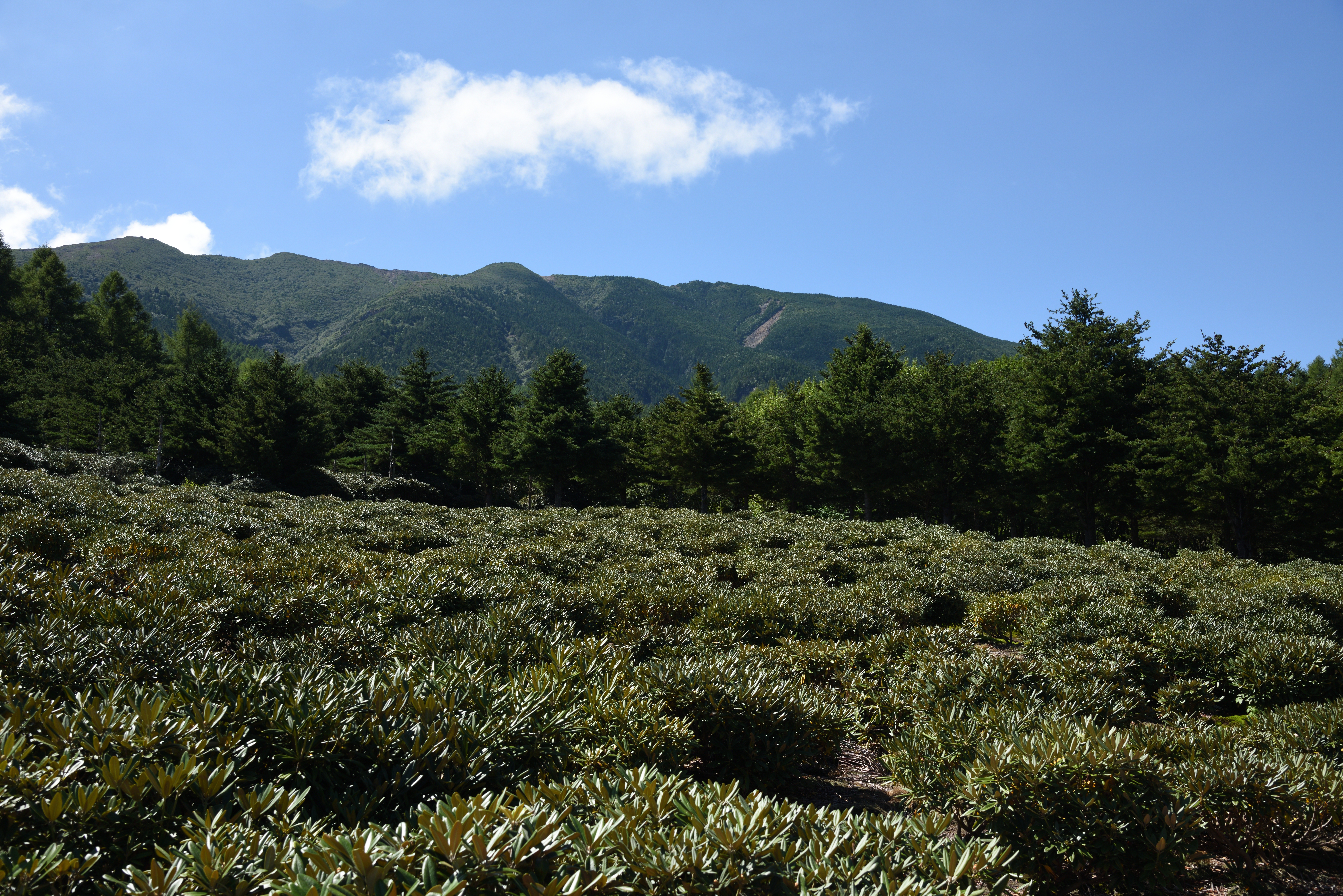 PLフィルター無し