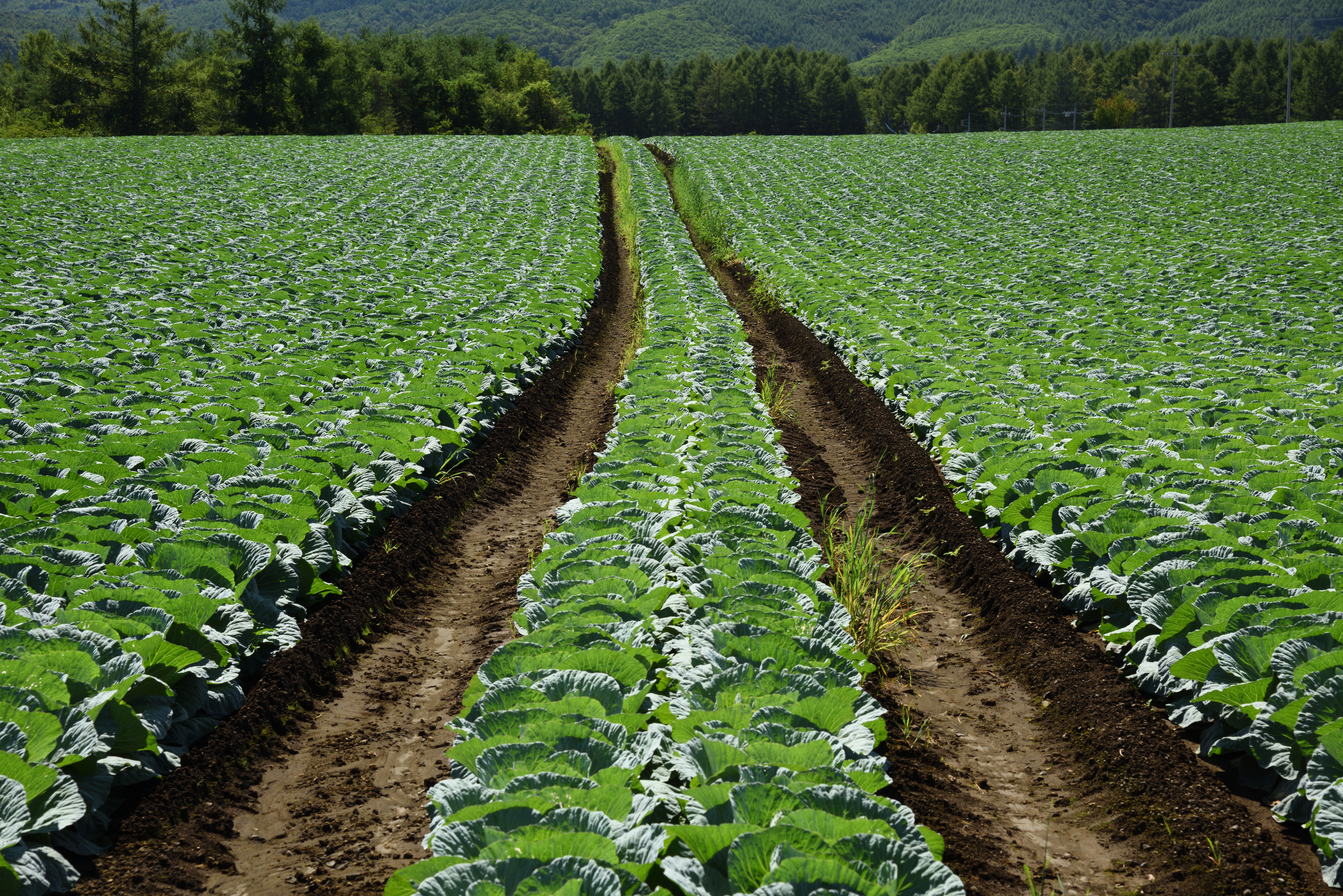 PLフィルター有り