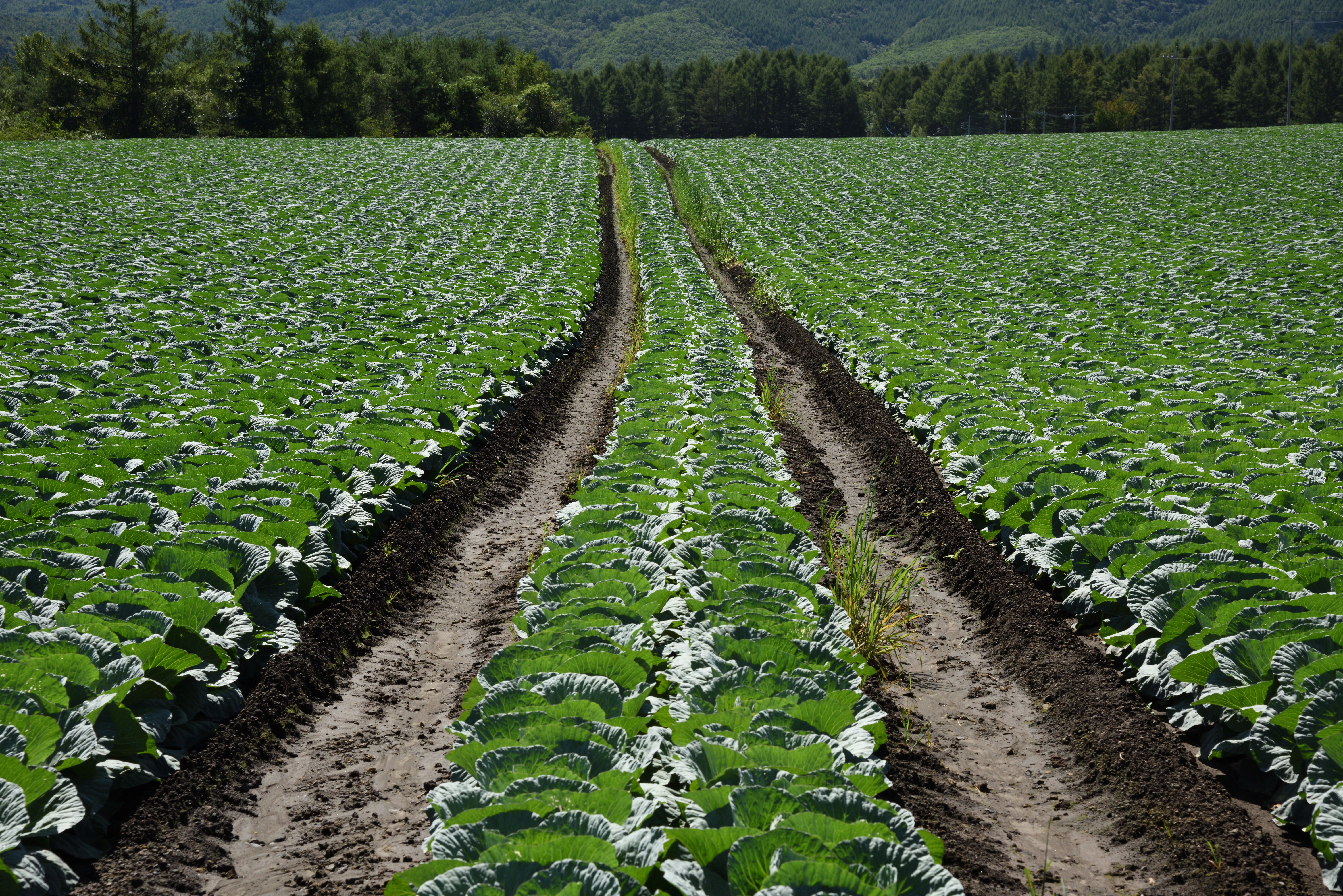 PLフィルター無し