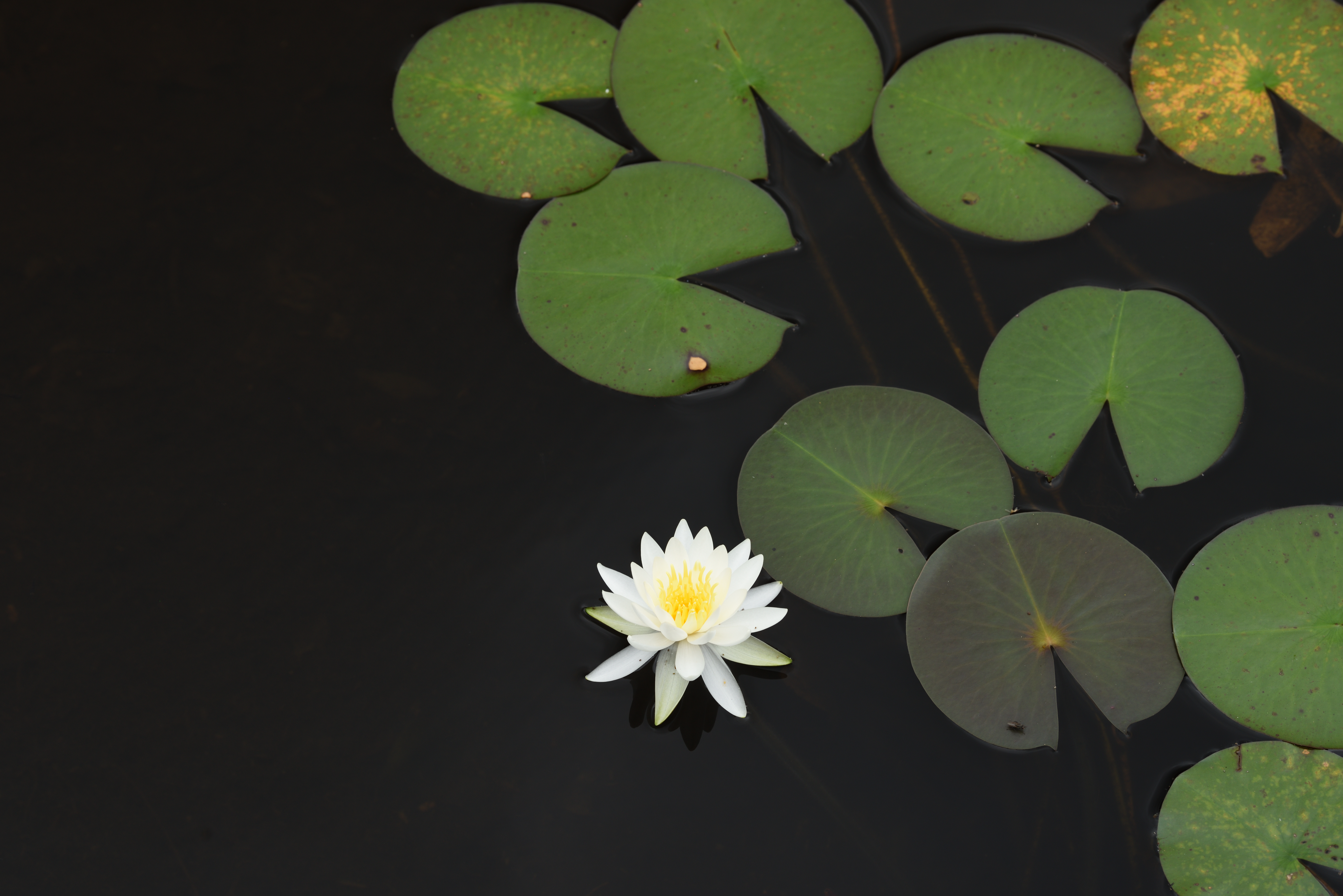 PLフィルター有り