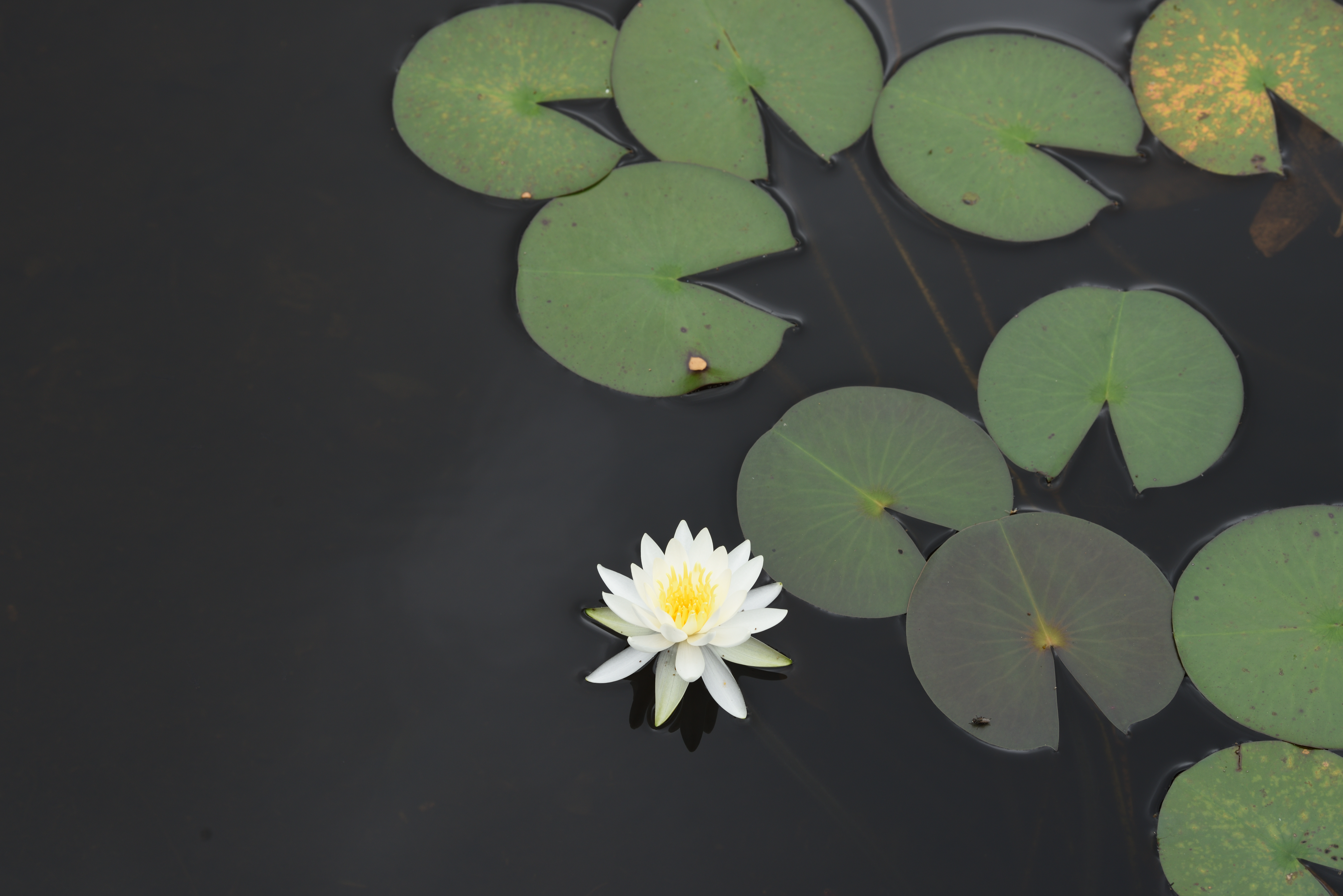 PLフィルター無し