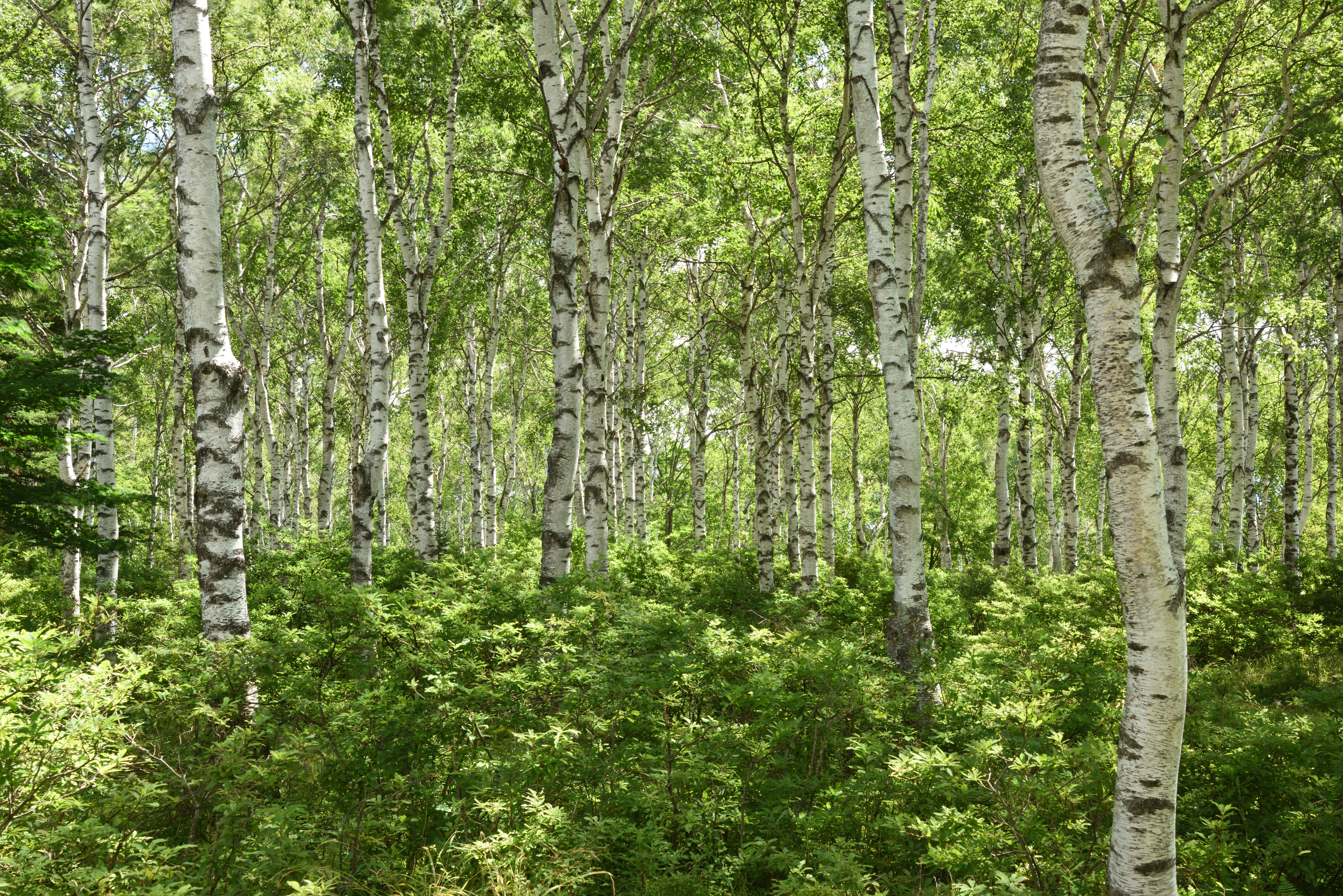 PLフィルター有り