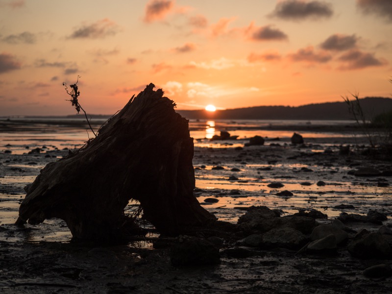 沈みゆく夕日に向かって撮るという強い逆光の条件だったが、AFが迷うこともなかった。倒木のディテールがシャドウ部までしっかりと描写されているところに、レンズの解像力の高さを感じる。<br><span class="fnt-85">OLYMPUS OM-D E-M1 Mark II / M.ZUIKO DIGITAL 12-40mm F2.8 PRO / 40mm（80mm相当） / 絞り優先AE（F2.8、1/1,600秒、-1.0EV） / ISO 200</span>