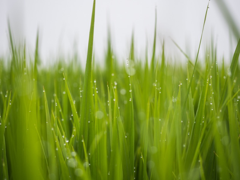 絞り開放でもかっちり撮れる性能を生かし、F2.8で被写体に寄る。背景の田んぼが柔らかくボケて、稲穂についた夜露はきれいな玉ボケとなった。<br><span class="fnt-85">OLYMPUS OM-D E-M1 Mark II / M.ZUIKO DIGITAL 12-40mm F2.8 PRO / 40m（80mm相当） / 絞り優先AE（F2.8、1/100秒、-0.3EV） / ISO 200</span>