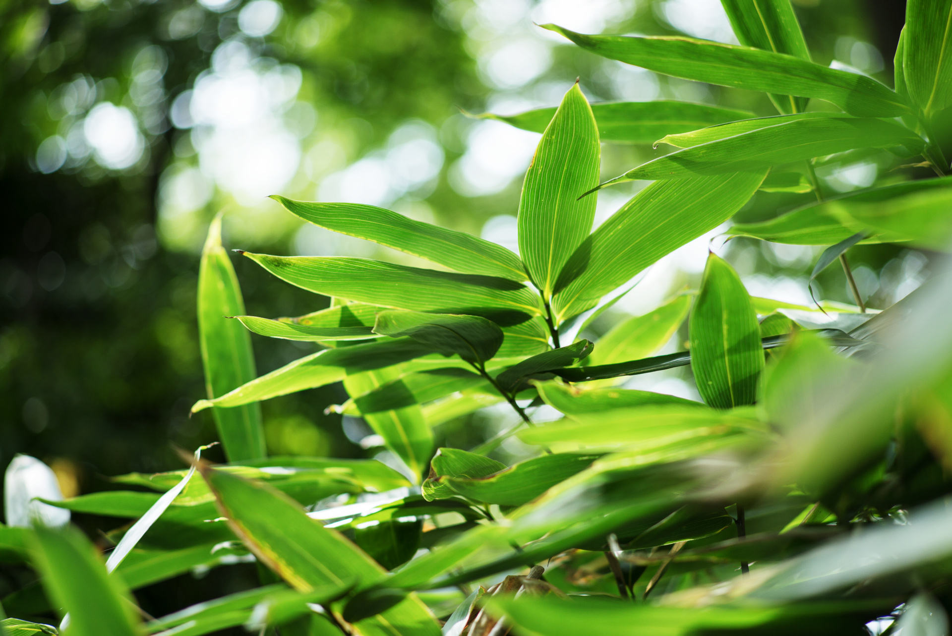 最短撮影距離が90cmまでになった。1mとの違いは意外に大きい。LEICA M（Typ240） / ISO200 / F2.4 / 1/250秒 / WB:オート