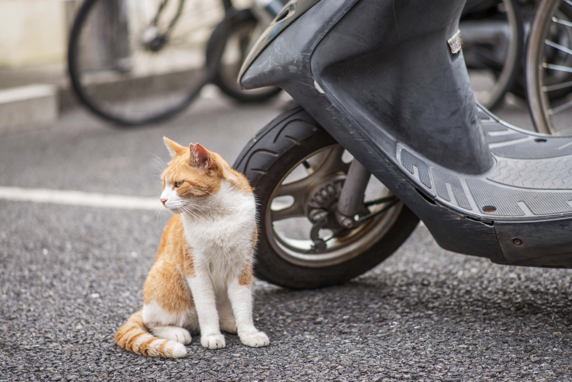 フォーカスリングの回転角はやや急だが、慣れると迅速なピント合わせが可能。LEICA M（Typ240） / ISO200 / F4 / 1/180秒 / WB:オート