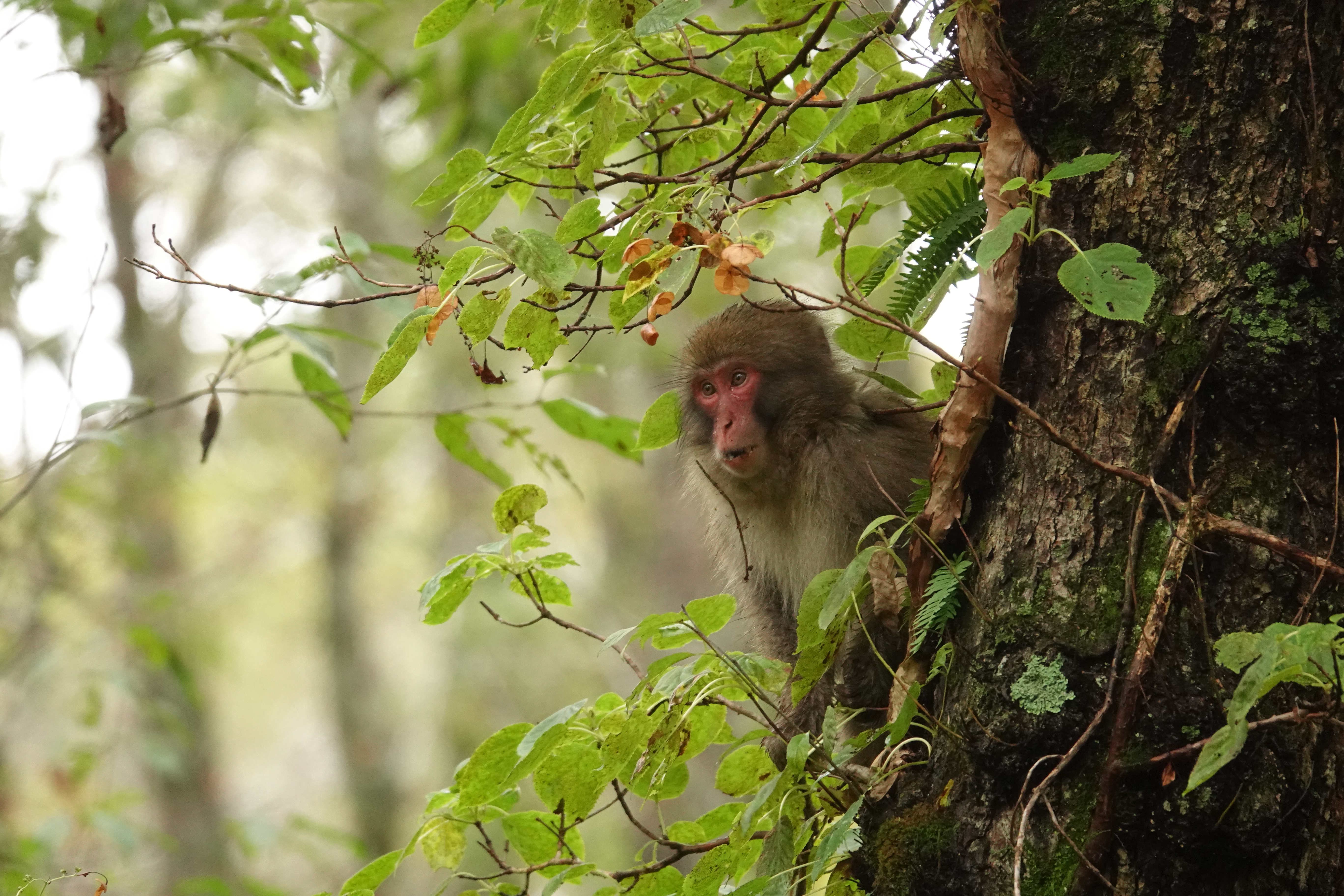 RX10 IV / 1/400秒 / F4 / 0EV / ISO 1600 / 絞り優先AE / 219.3mm