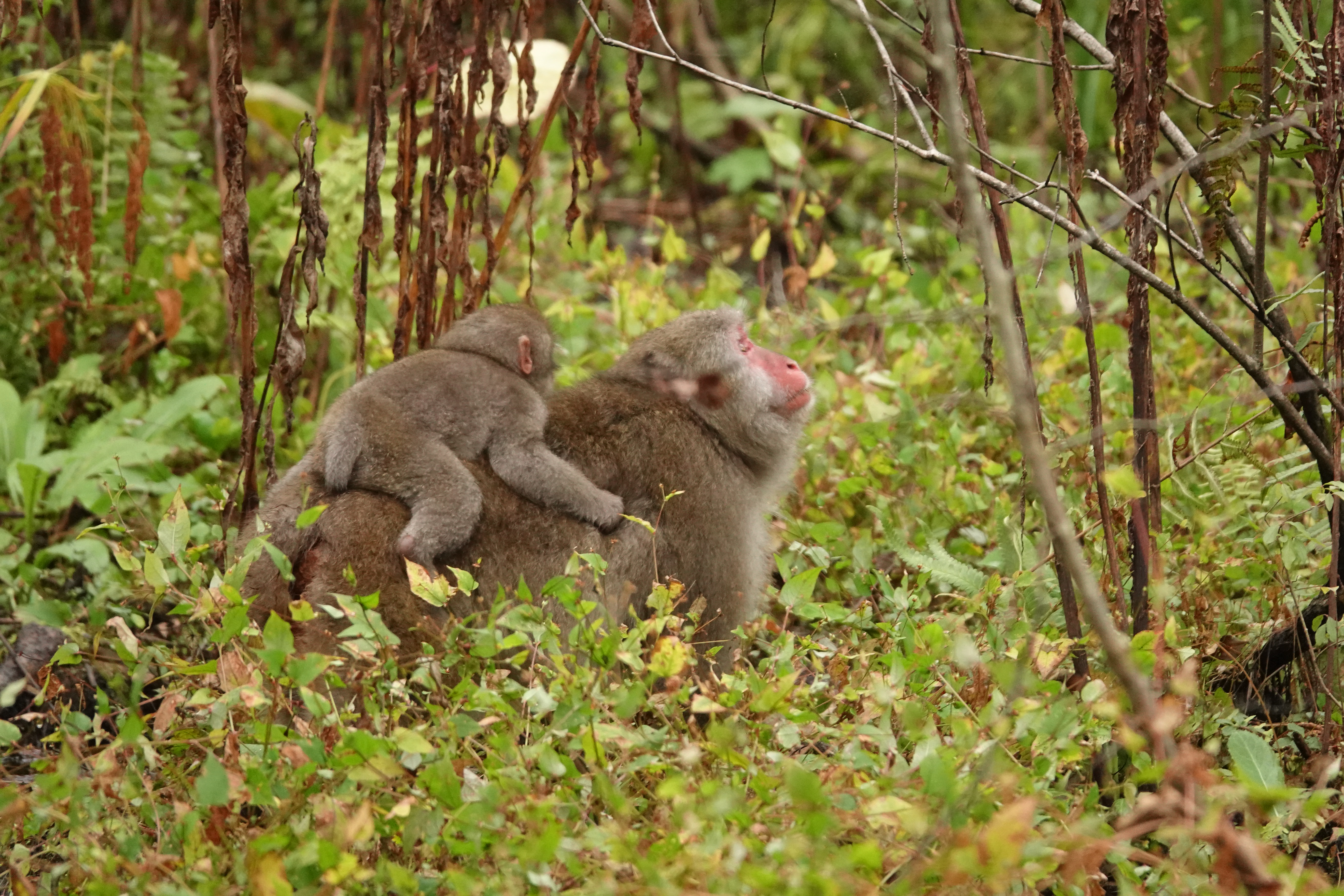 RX10 IV / 1/500秒 / F4 / 0EV / ISO 1600 / 絞り優先AE / 203.2mm