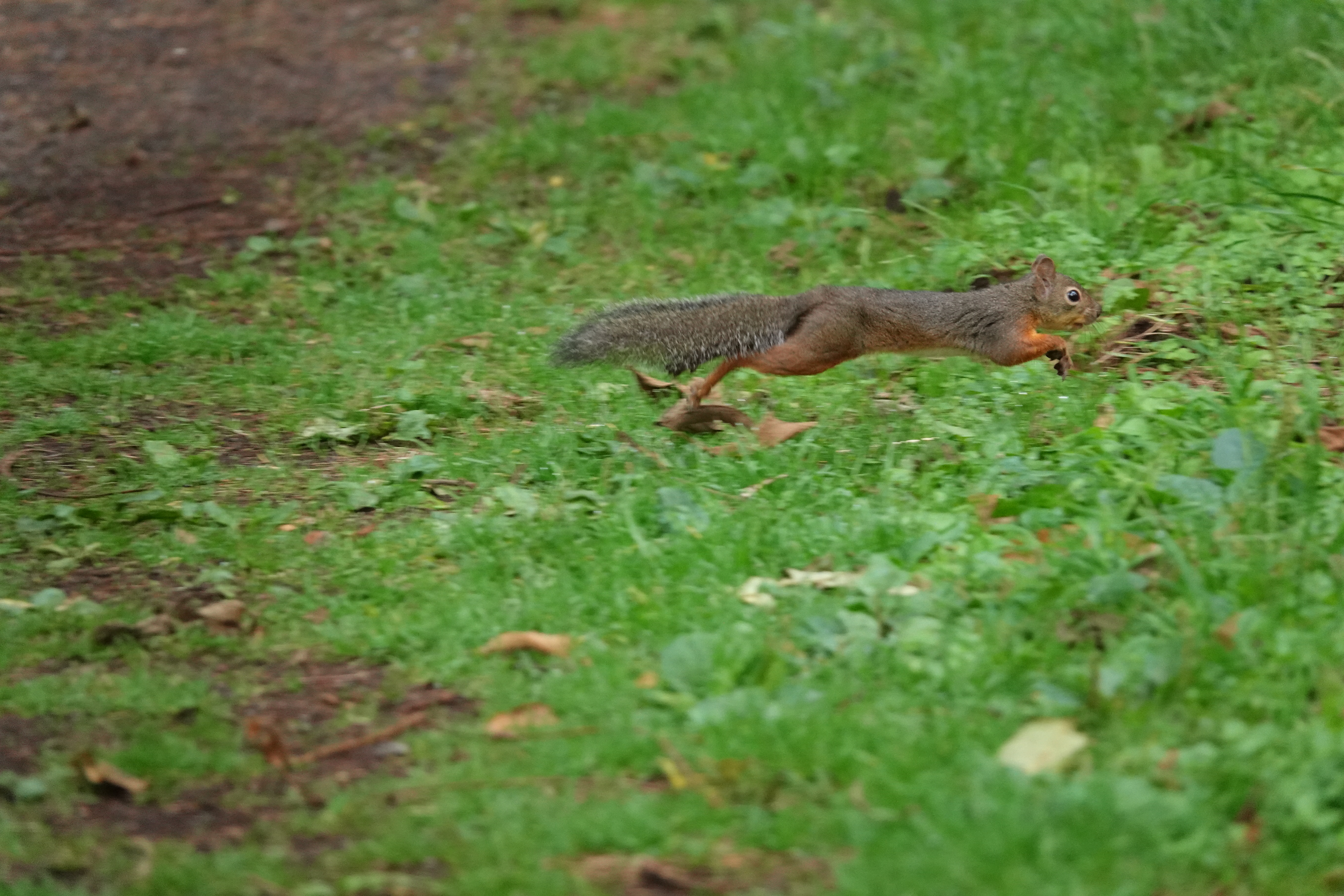 RX10 IV / 1/400秒 / F4 / -0.3EV / ISO 1600 / 絞り優先AE / 155.4mm