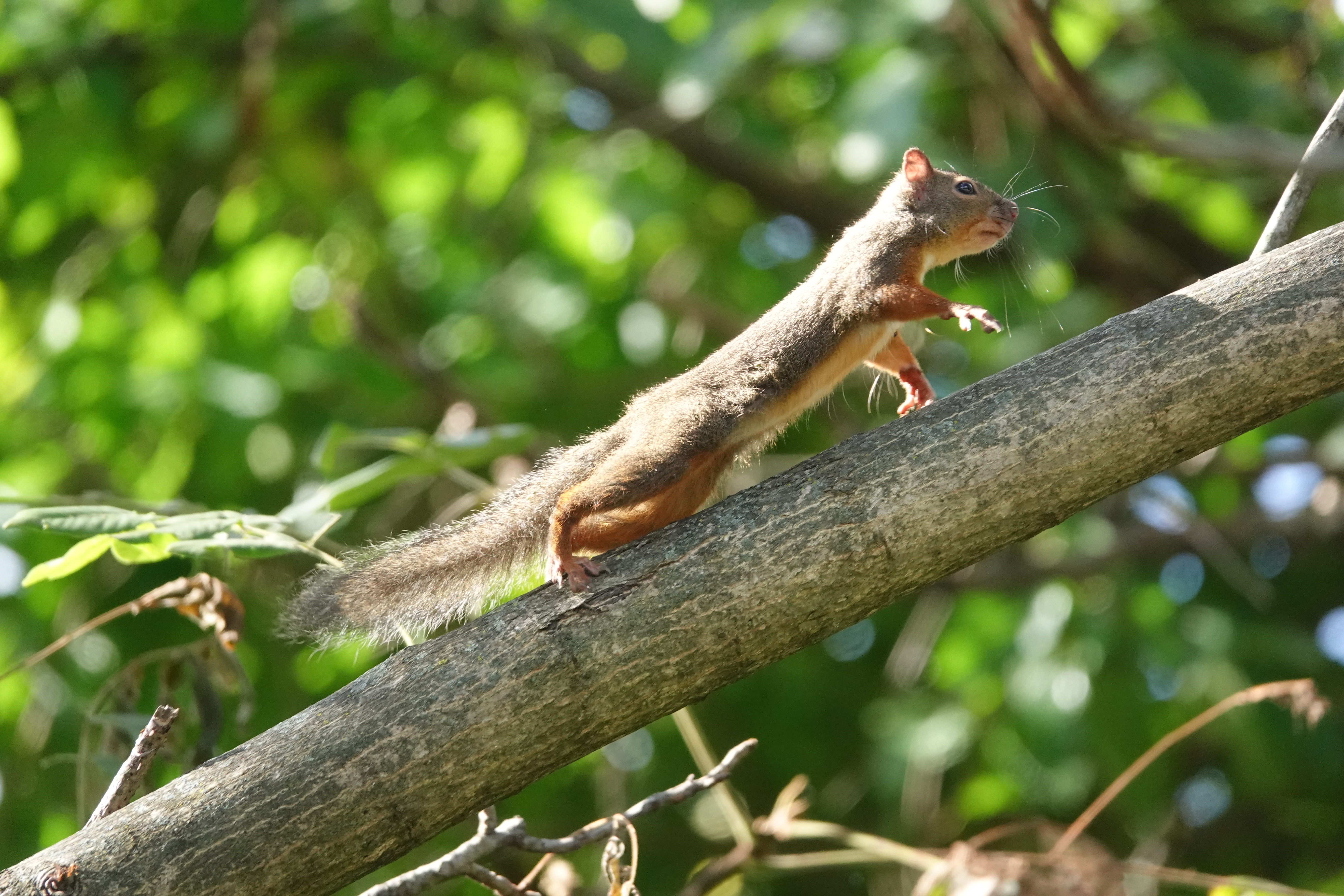 RX10 IV / 1/1,250秒 / F4 / 0EV / ISO 1600 / 絞り優先AE / 203.2mm
