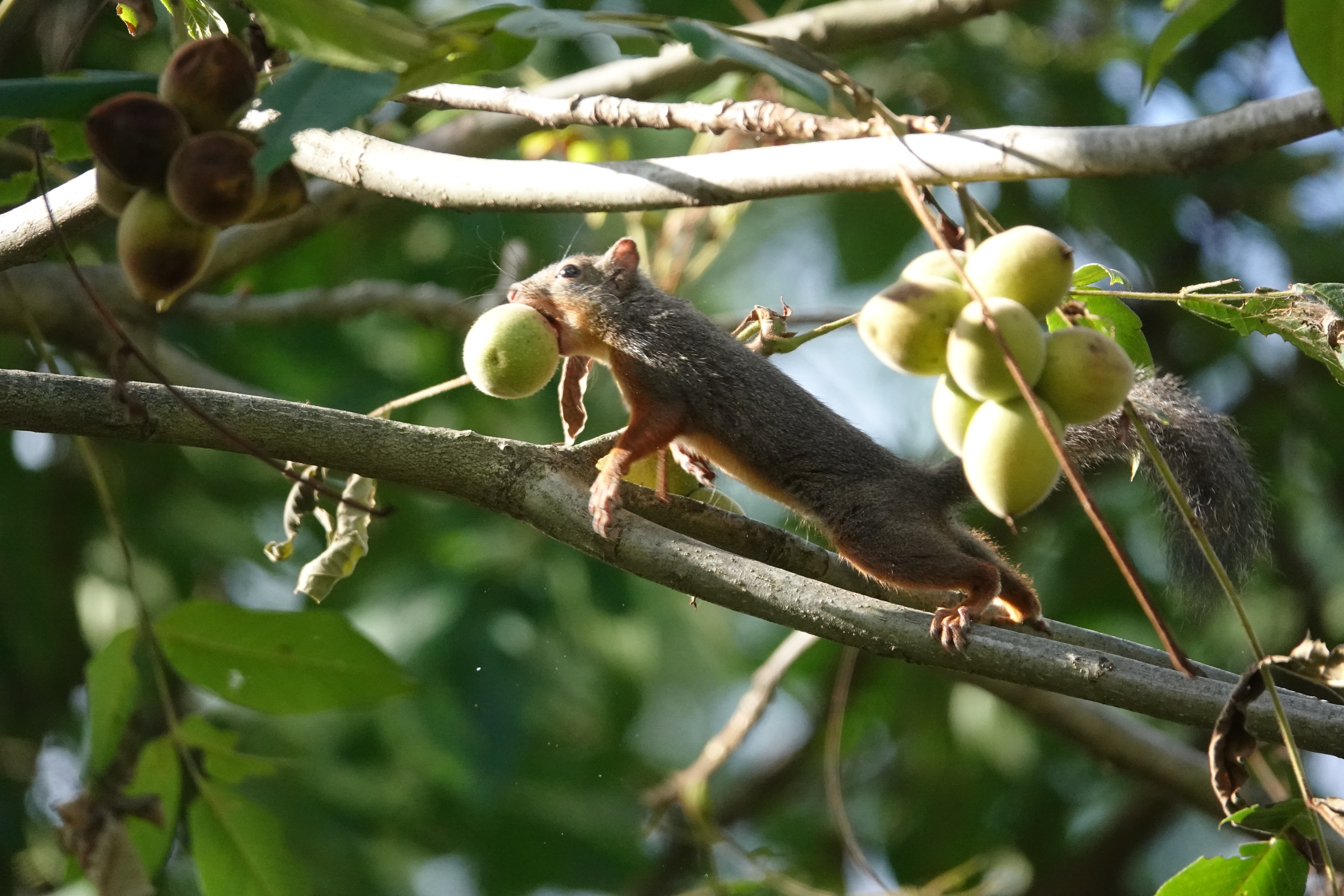 連写した中の1枚。RX10 IV / 1/2,000秒 / F4 / 0EV / ISO 1600 / 絞り優先AE / 203.2mm