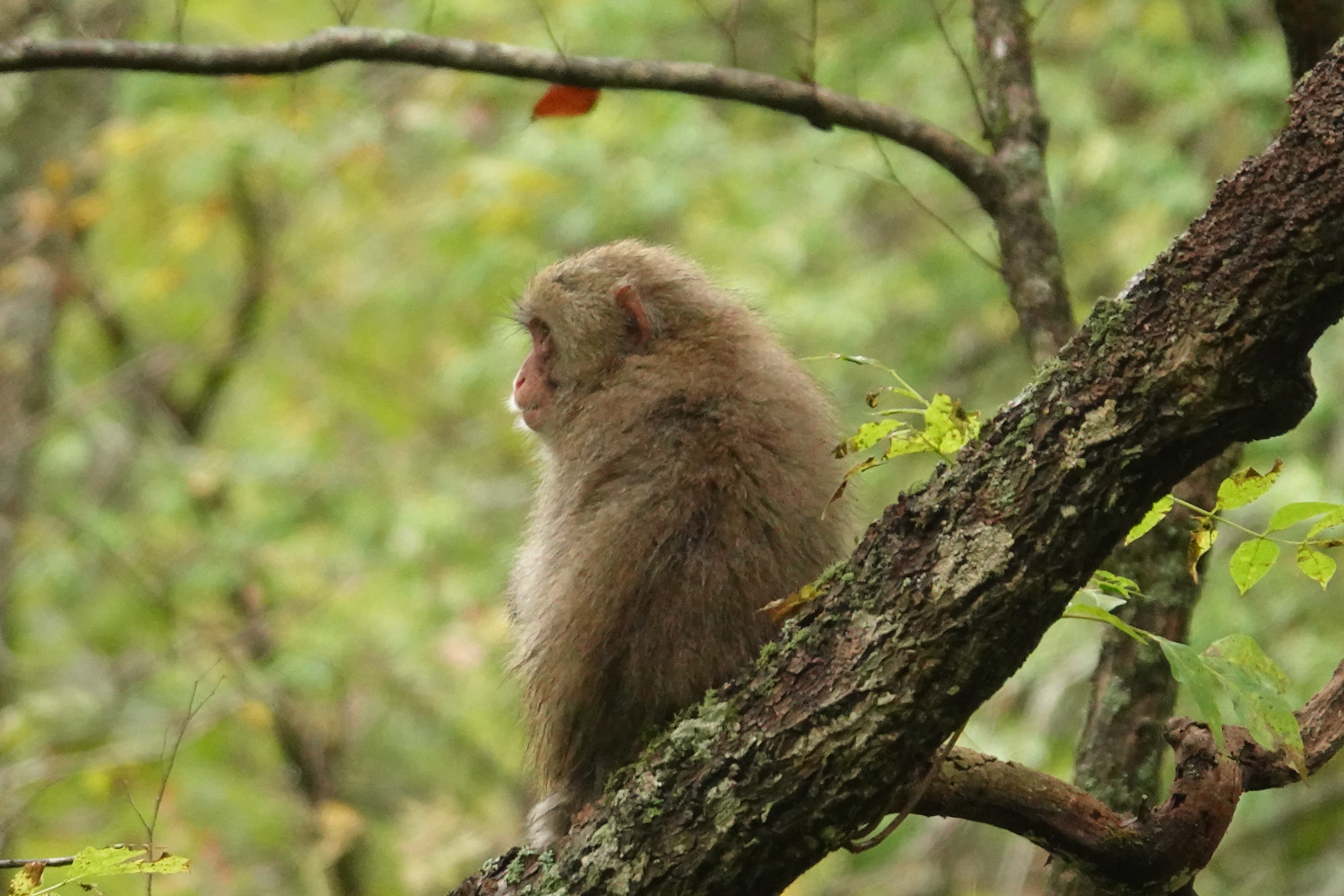 RX10 IV / 1/400秒 / F4 / 0EV / ISO 1600 / 絞り優先AE / 220mm（全画素超解像ズーム使用）