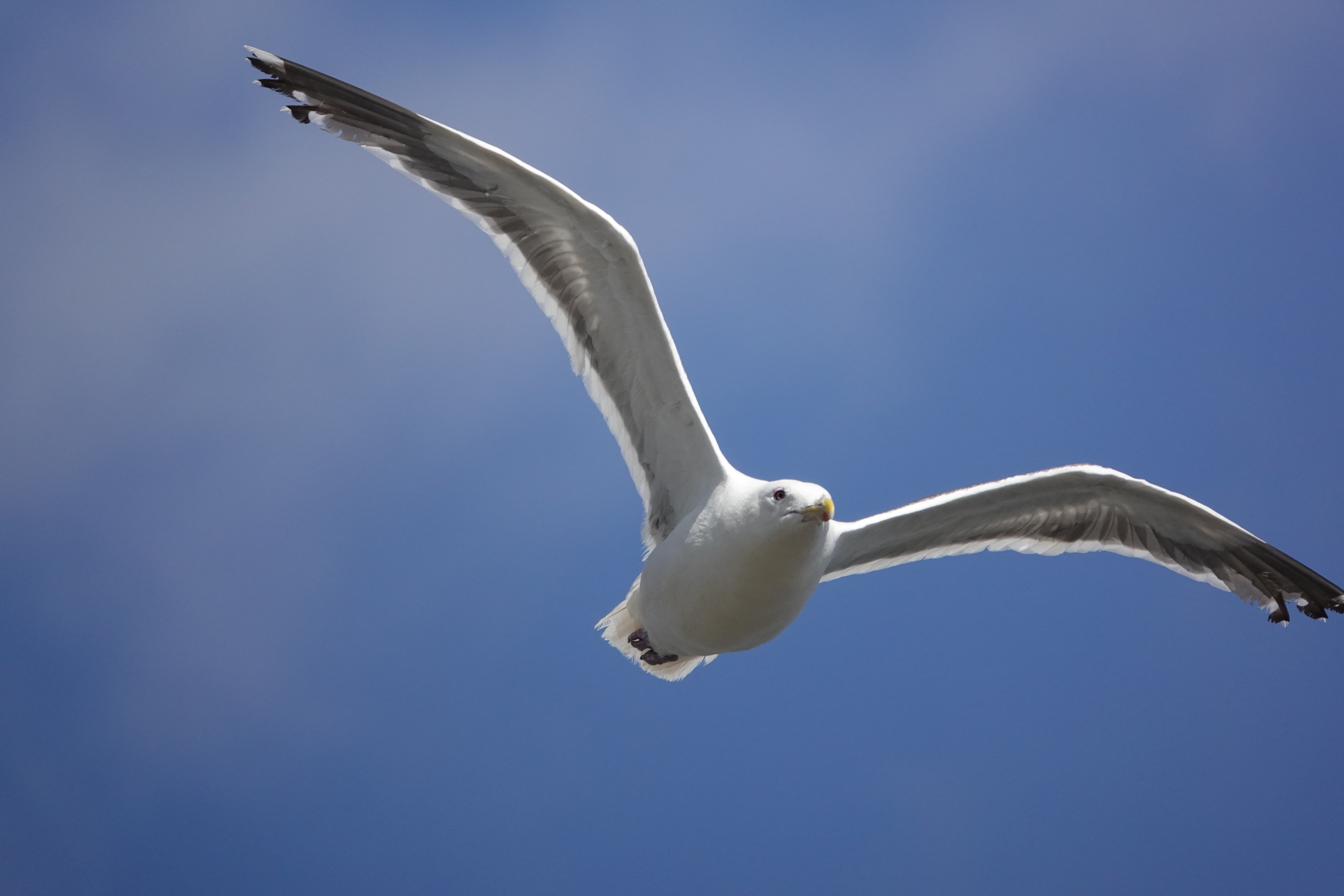 RX10 IV / 1/5,000秒 / F4 / 0EV / ISO 400 / 絞り優先AE / 219.8mm