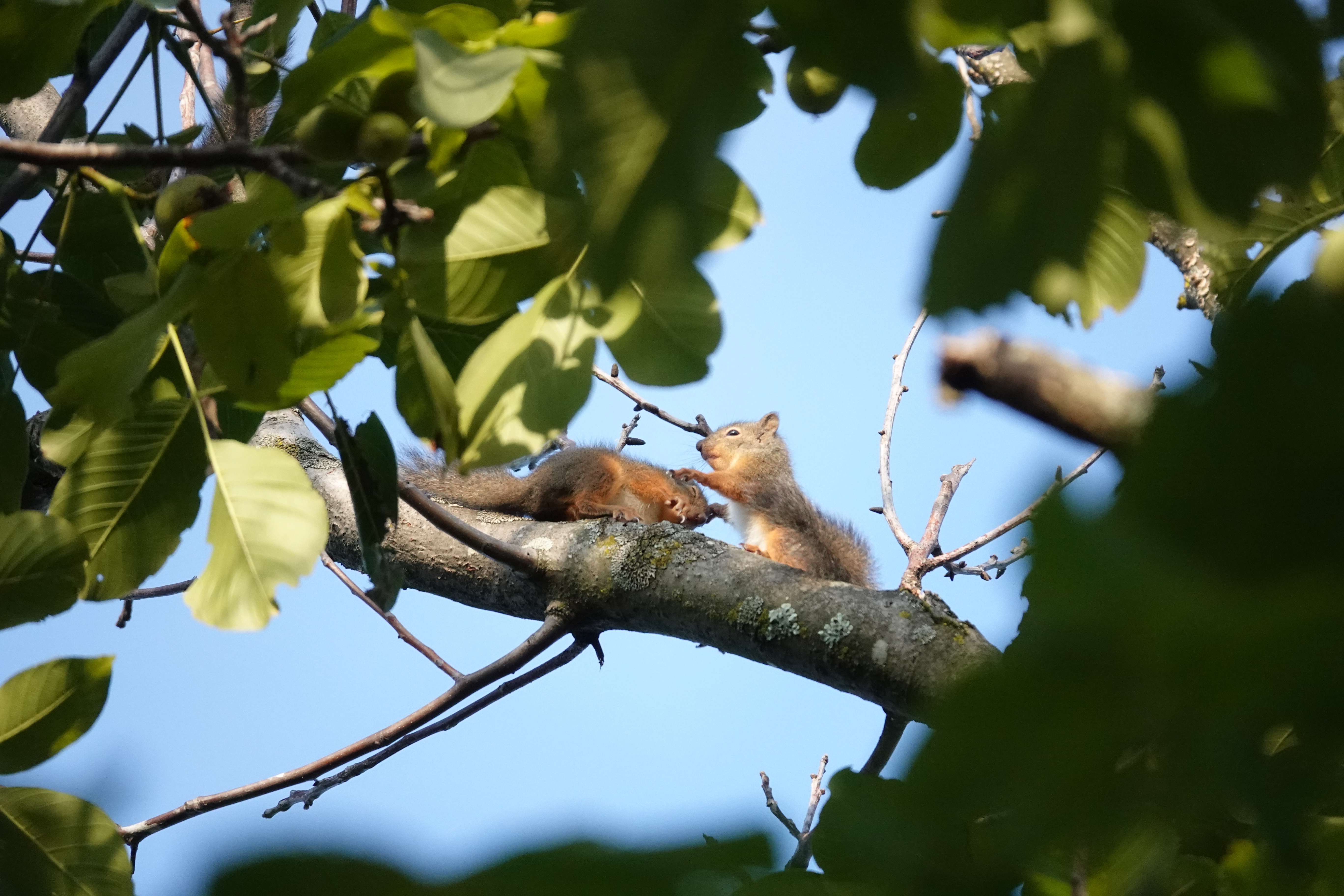 RX10 IV / 1/1,250秒 / F4 / +0.7EV / ISO 1600 / 絞り優先AE / 220mm