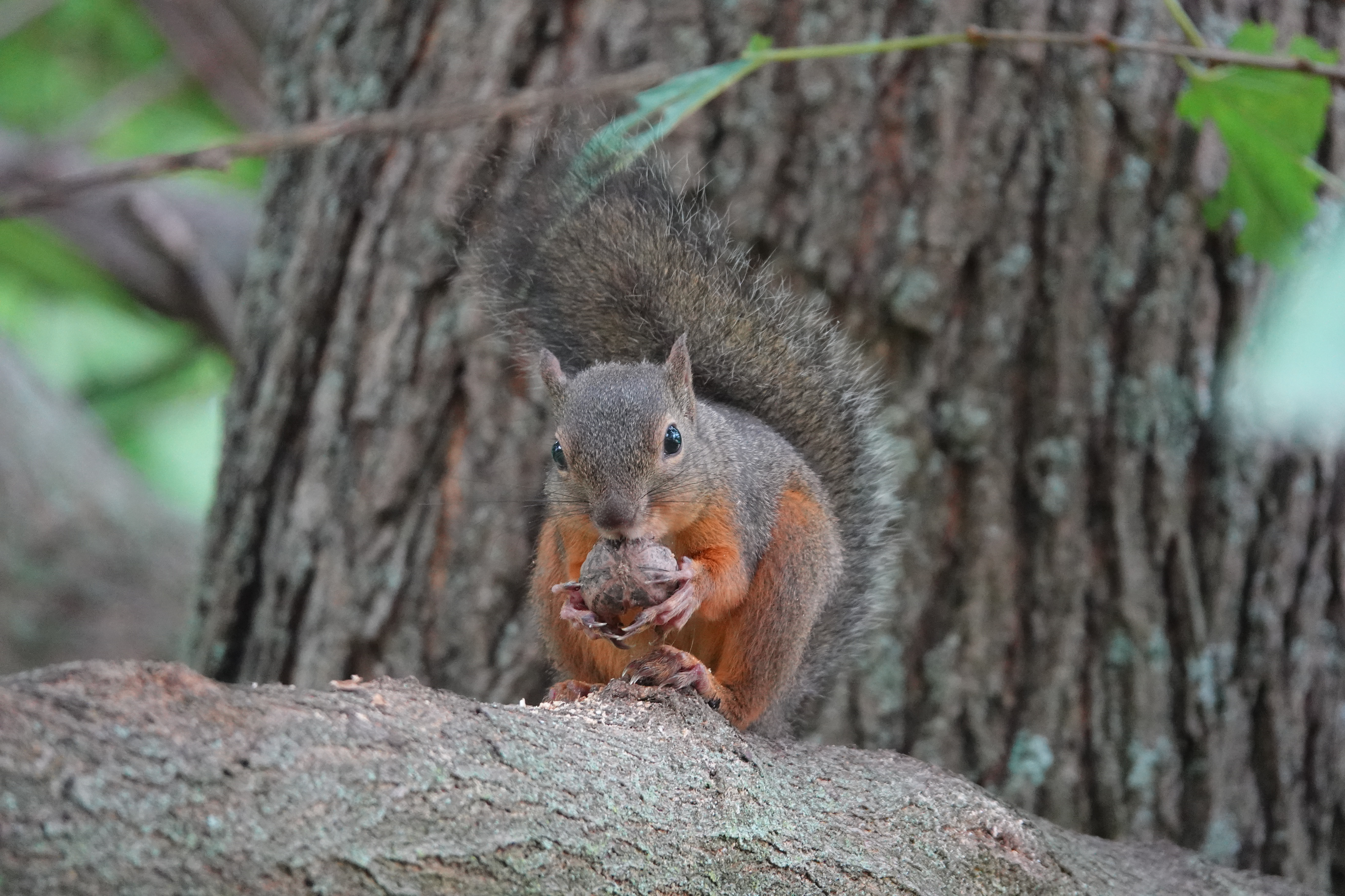 RX10 IV / 1/125秒 / F4 / +0.3EV / ISO 1600 / 絞り優先AE / 205.6mm