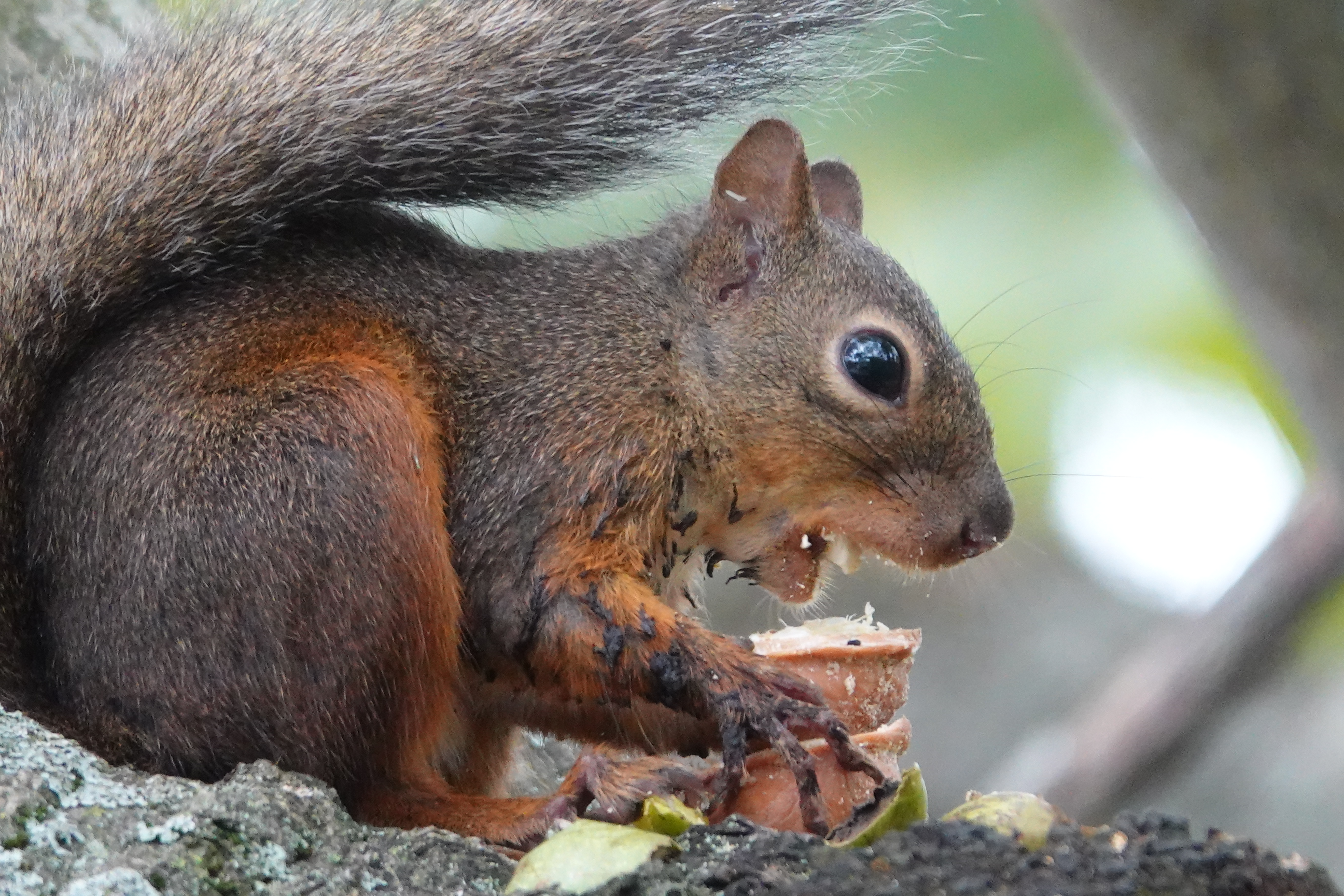 RX10 IV / 1/250秒 / F4 / 0EV / ISO 1600 / 絞り優先AE / 220mm