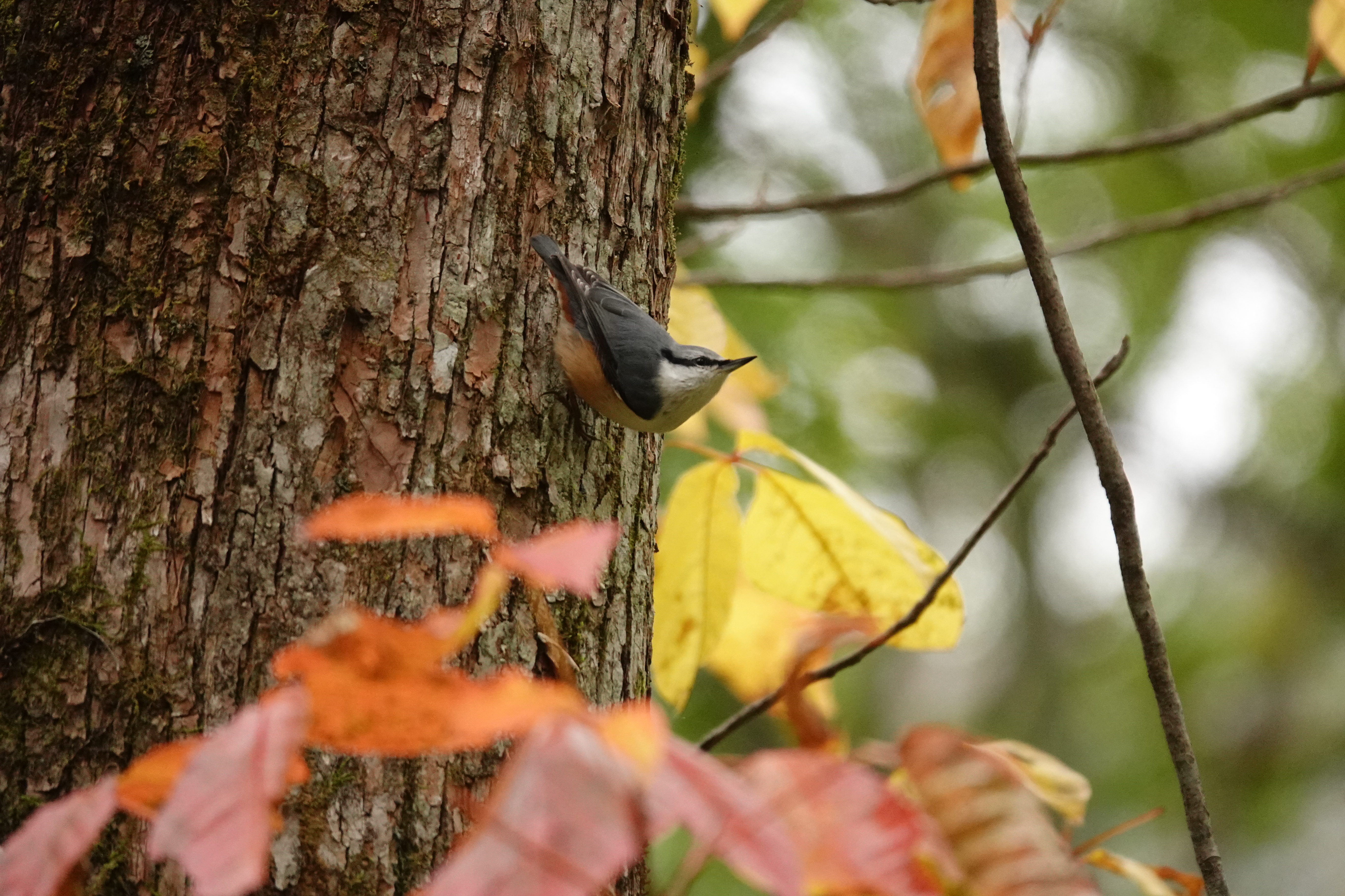 RX10 IV / 1/400秒 / F4 / 0EV / ISO 1600 / 絞り優先AE / 220mm