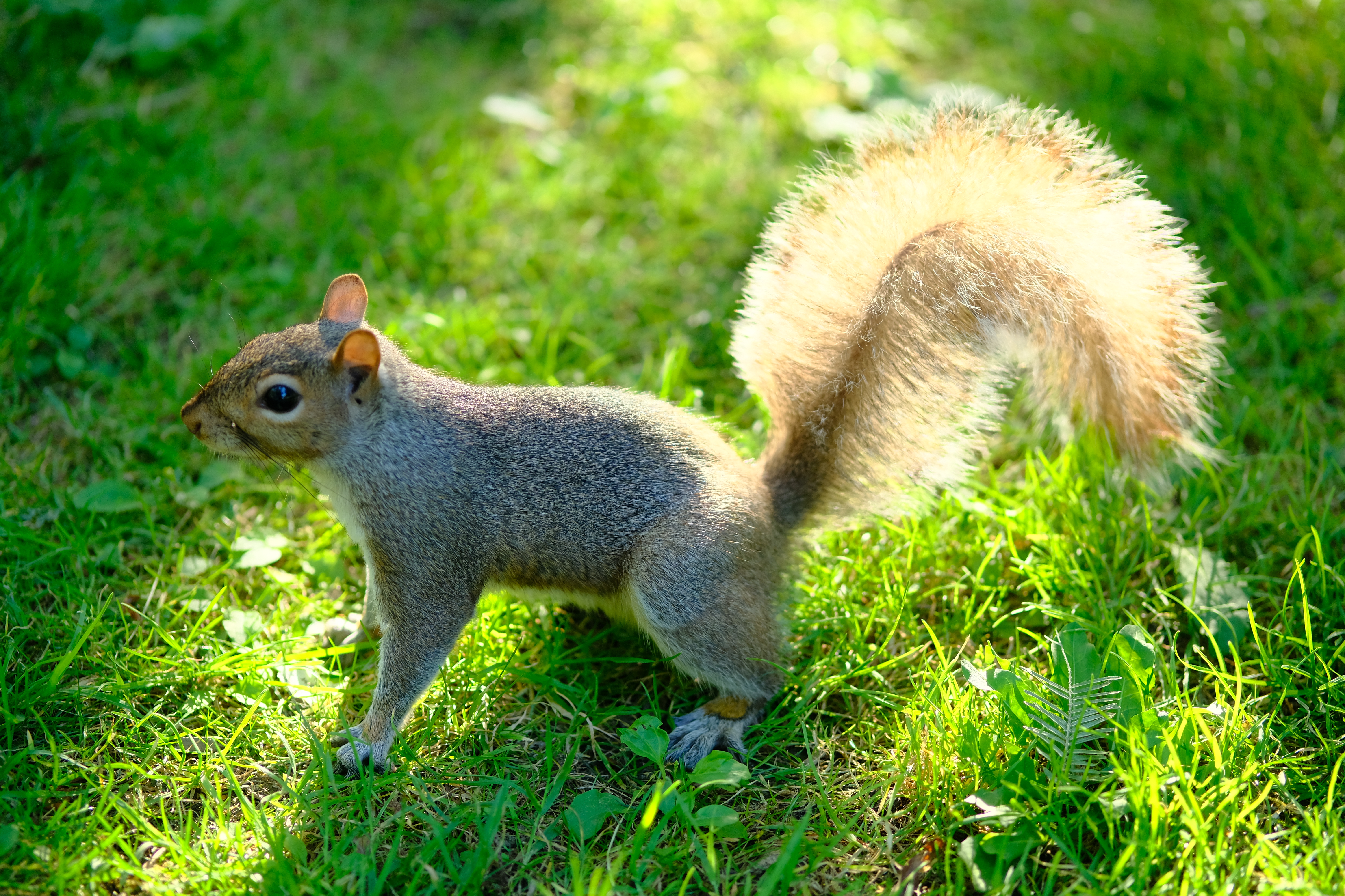 連写した中の1枚。X-E3 / XF50mmF2 R WR / 1/600秒 / F2 / +1EV / ISO 800 / 絞り優先AE / 50mm