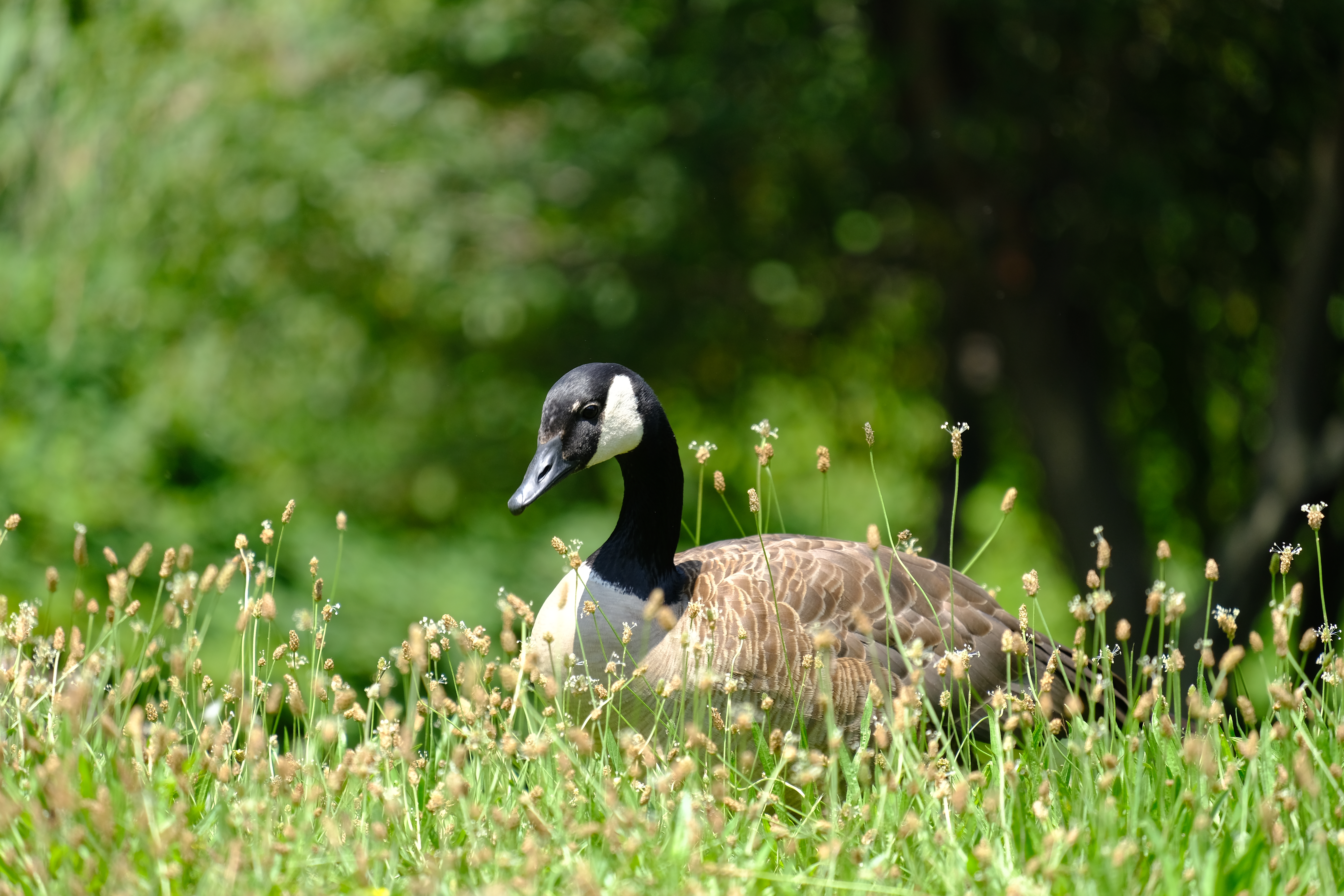 X-E3 / XF55-200mmF3.5-4.8 R LM OIS / 1/340秒 / F4.8 / +0.7EV / ISO 200 / 絞り優先AE / 200mm / PROVIA