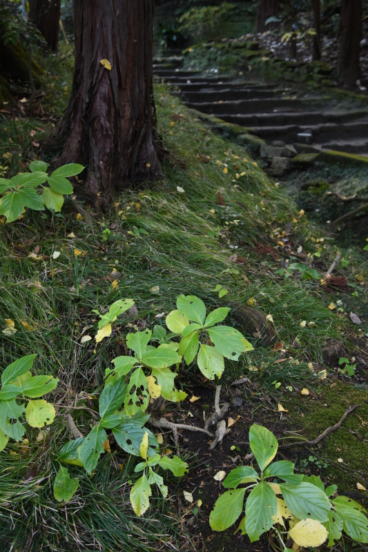 WB：自然光オート