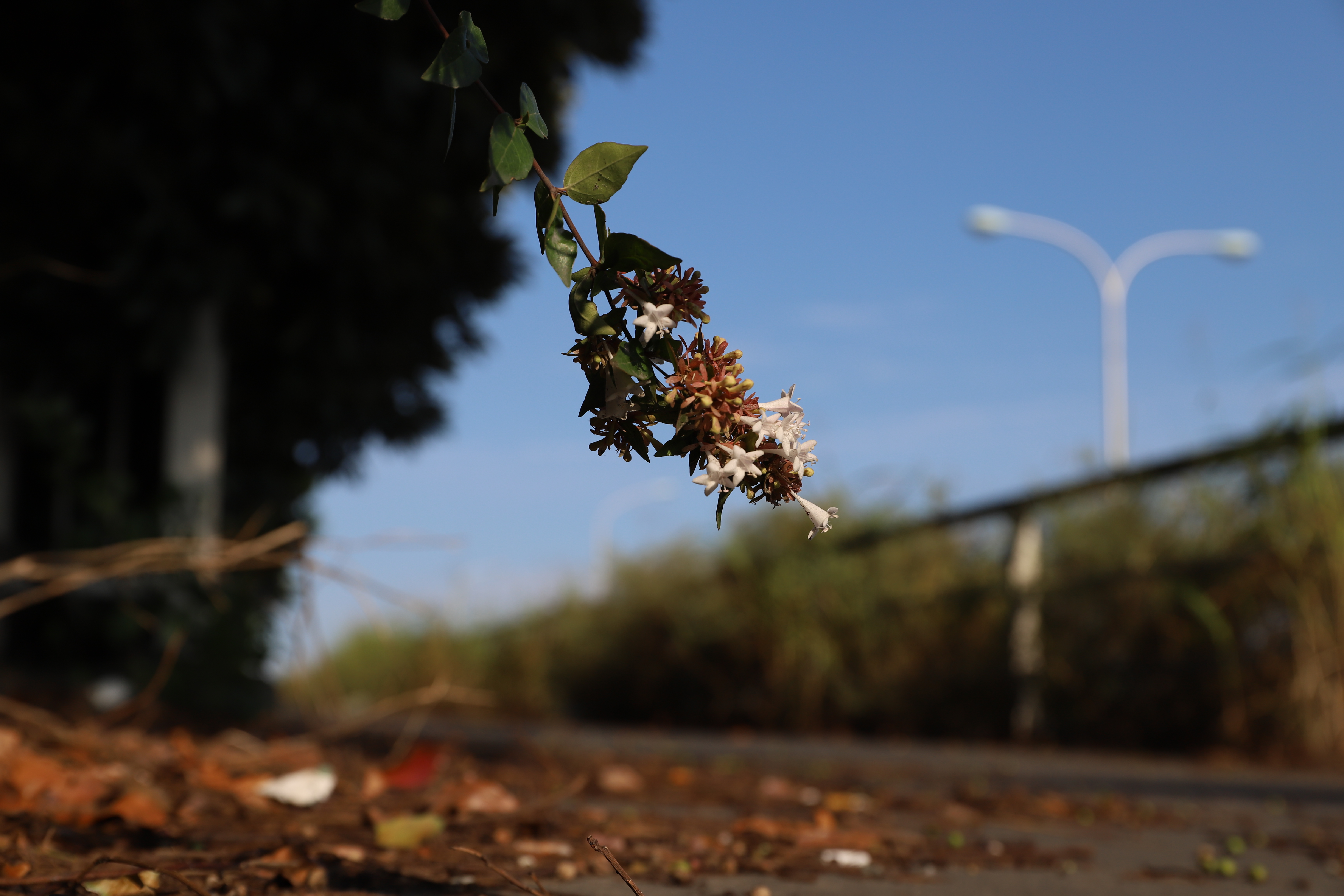 EOS 6D Mark II / EF 24-70mm F4 L IS USM / 1/400秒 / F8 / 0EV / ISO 100 / 絞り優先AE / 59mm