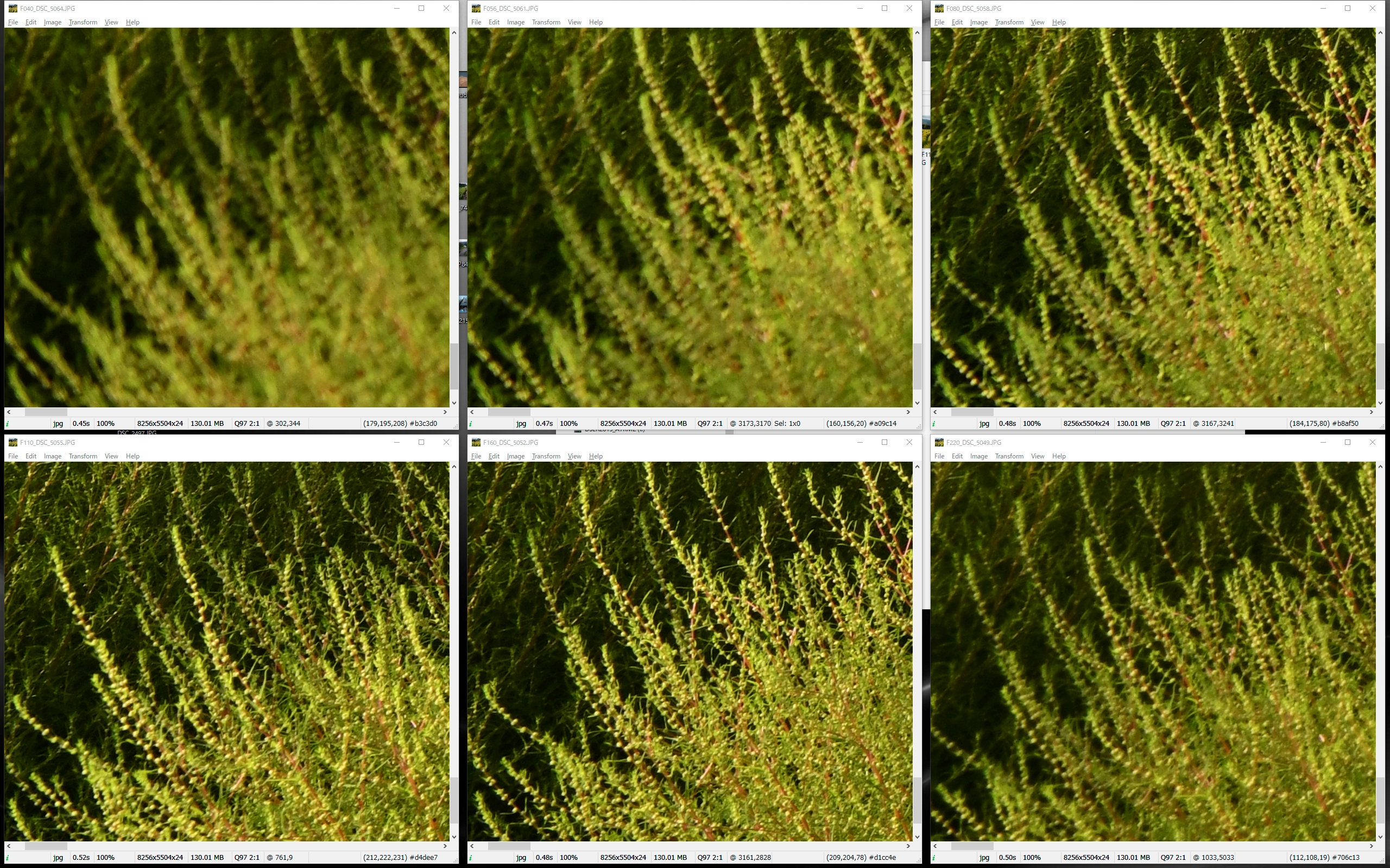画面右下の近景。F4～F8までは完全に被写界深度外。F11とF16がなんとかピントが合って見える。F22まで絞ると明らかにコントラストと解像の低下が気になる。