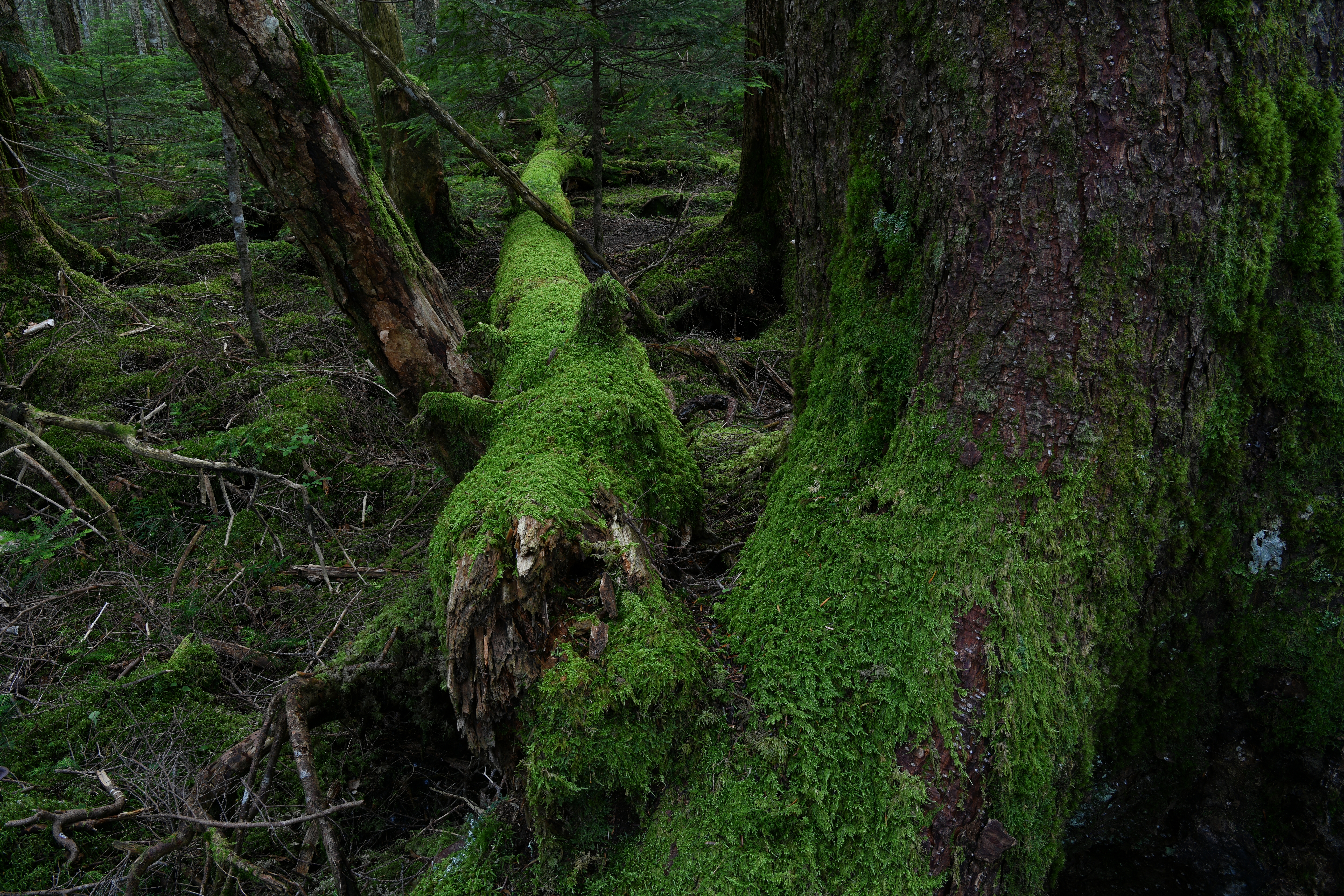 D850 / AF-S NIKKOR 24-70mm f/2.8E ED VR / 1/1.3秒 / F5.6 / -1EV / ISO 100 / 絞り優先AE / 31mm