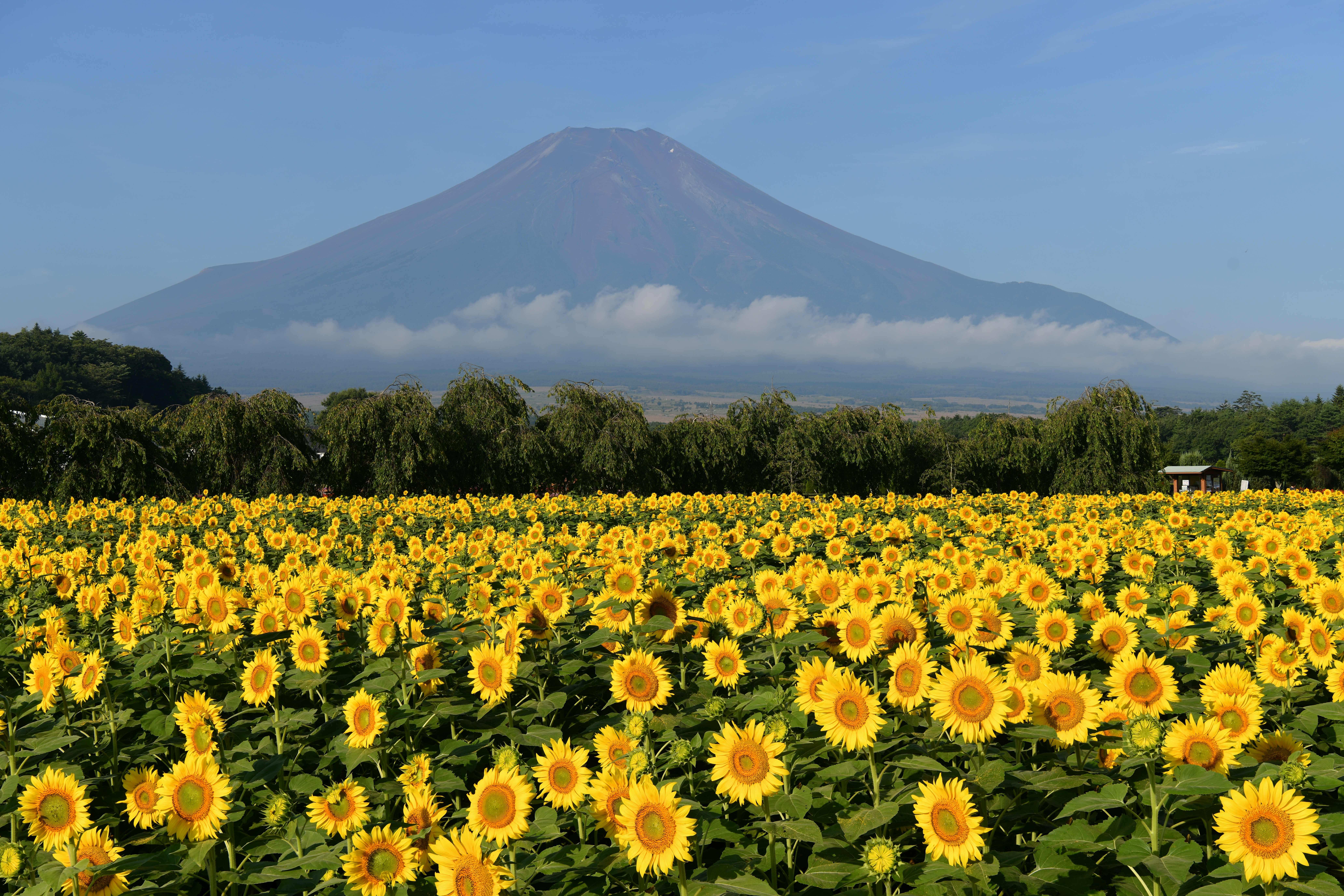D850 / AF-S NIKKOR 24-70mm f/2.8E ED VR / 1/320秒 / F8 / -0.3EV / ISO 64 / 絞り優先AE / 48mm