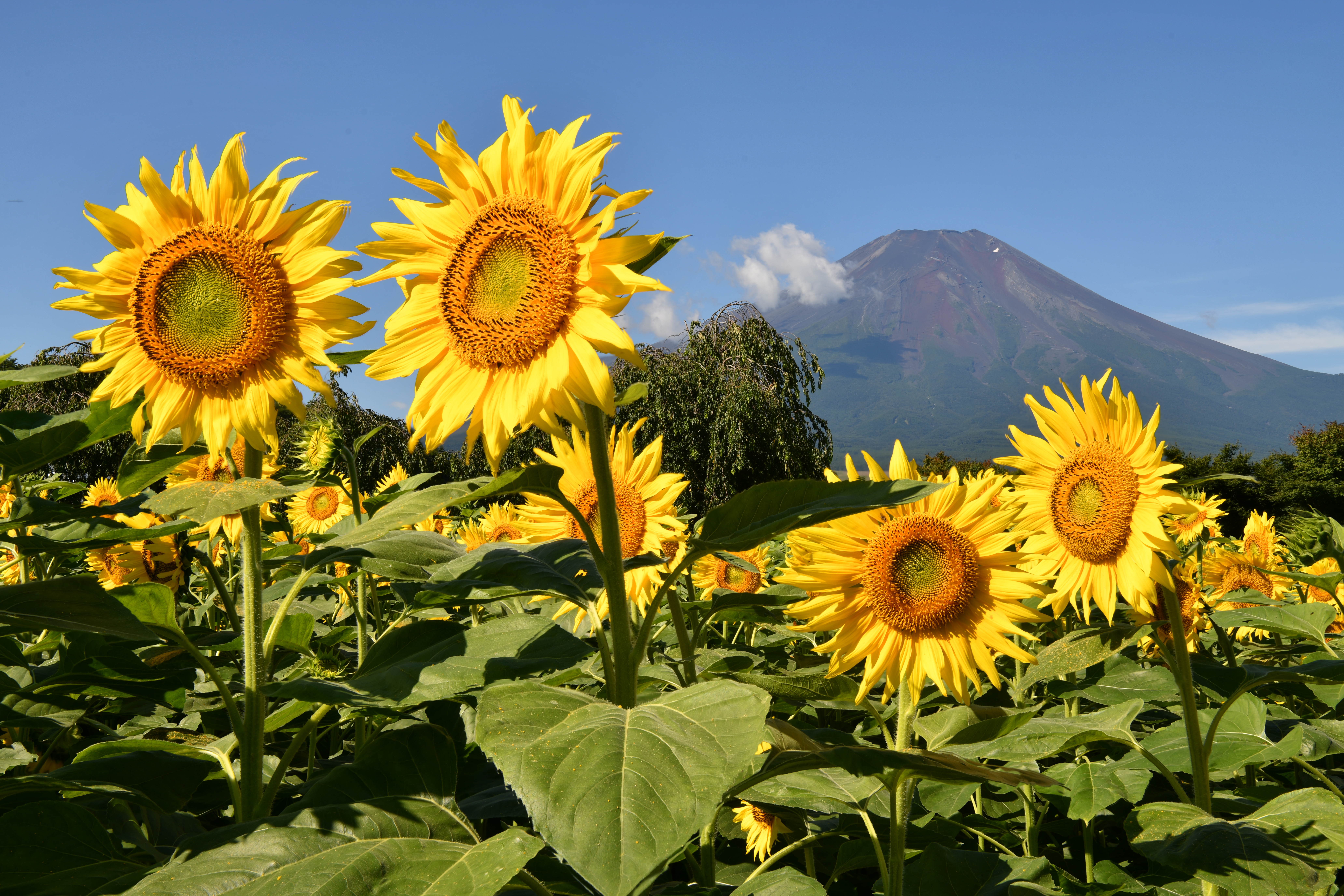 D850 / AF-S NIKKOR 24-70mm f/2.8E ED VR / 1/100秒 / F18 / -0.3EV / ISO 100 / 絞り優先AE / 48mm