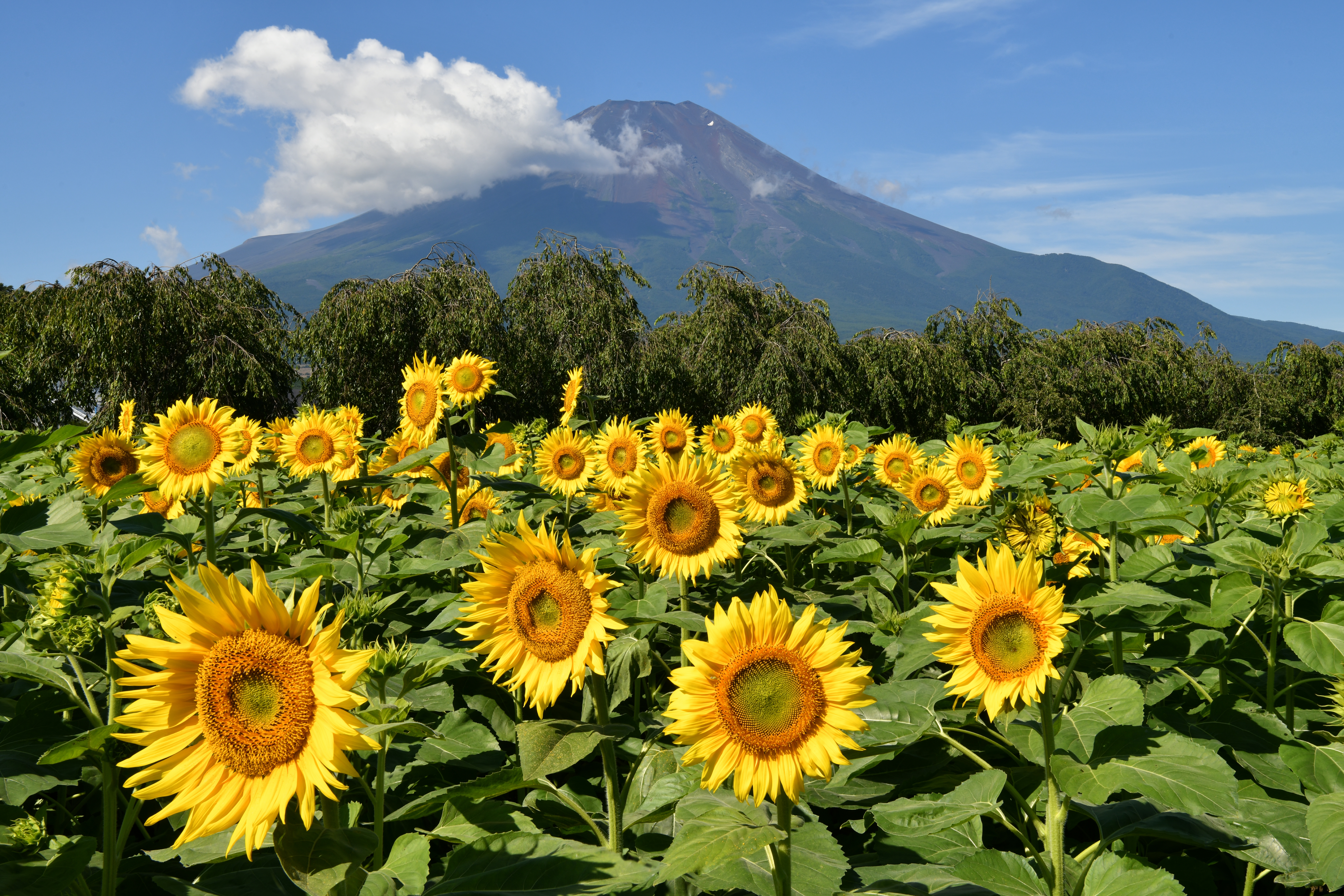 D850 / AF-S NIKKOR 24-70mm f/2.8E ED VR / 1/160秒 / F20 / -0.3EV / ISO 200 / 絞り優先AE / 50mm