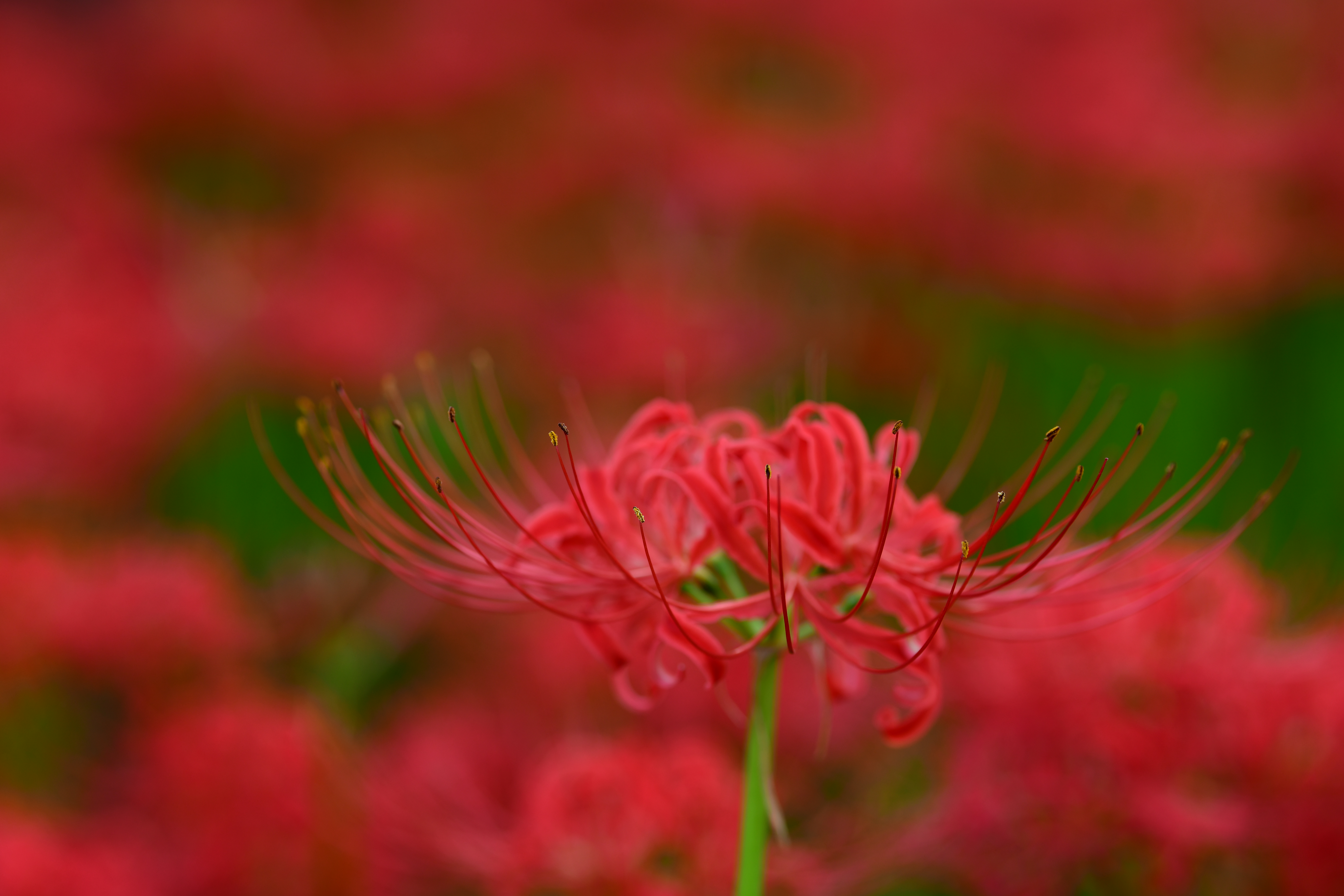 手前のシベにピント