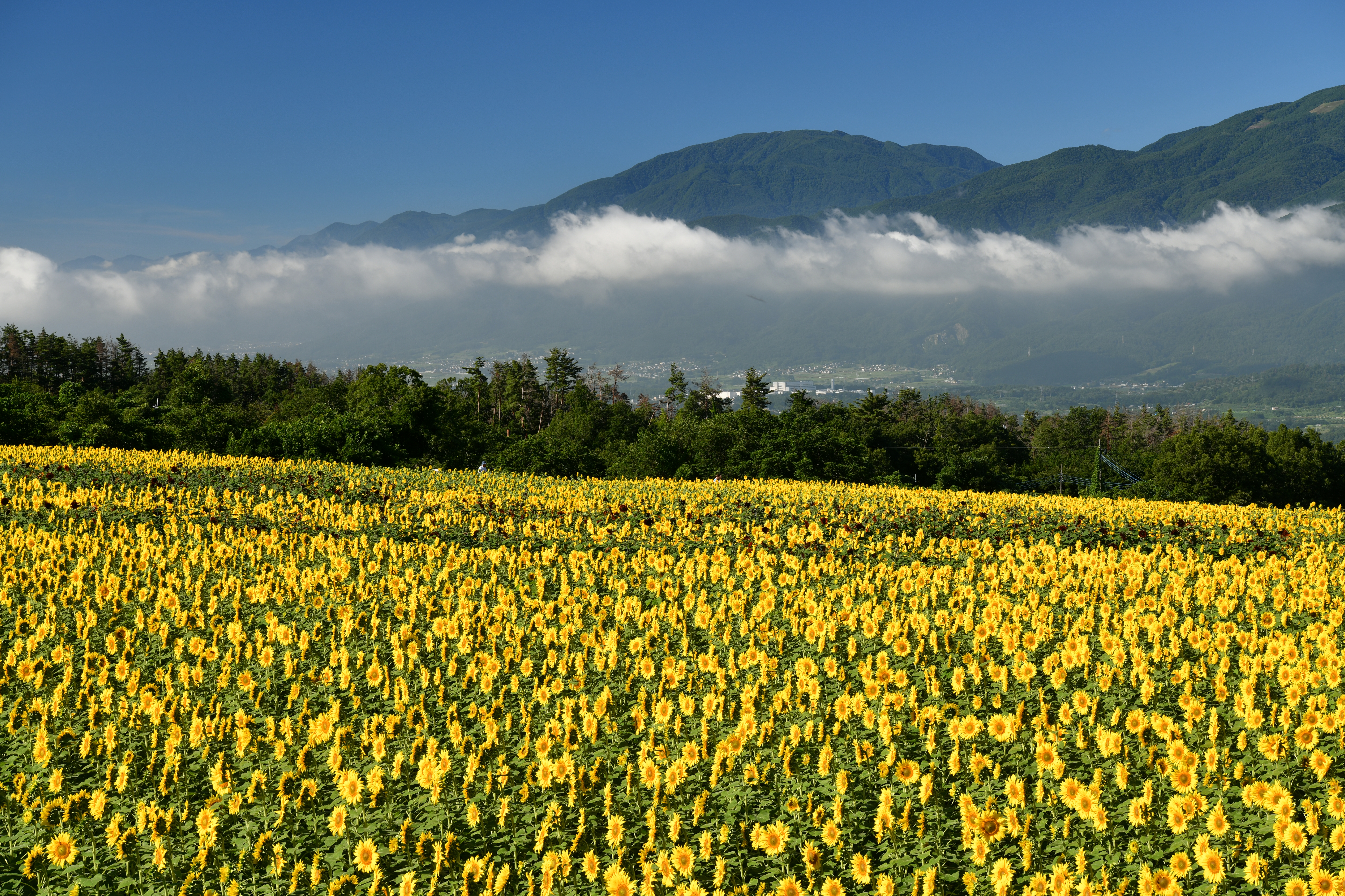 深度合成をしたもの。D850 / AF-S NIKKOR 24-70mm f/2.8E ED VR / 1/50秒 / F11 / 0EV / ISO 100 / 絞り優先AE / 70mm