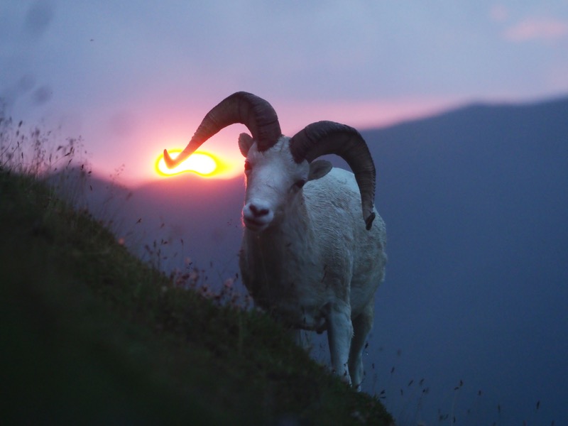 150mmで太陽を直接フレーミングの中に入れても、AFは迅速かつ正確に駆動した。時に素早く動く野生生物へのフォーカスの負担が減れば、少ないチャンスをモノにしやすくなる<br><span class="fnt-85">OLYMPUS OM-D E-M1 Mark II / 150mm（300mm相当） / 絞り優先AE（F3.2、1/200秒、-0.7EV） / ISO 1600</span>