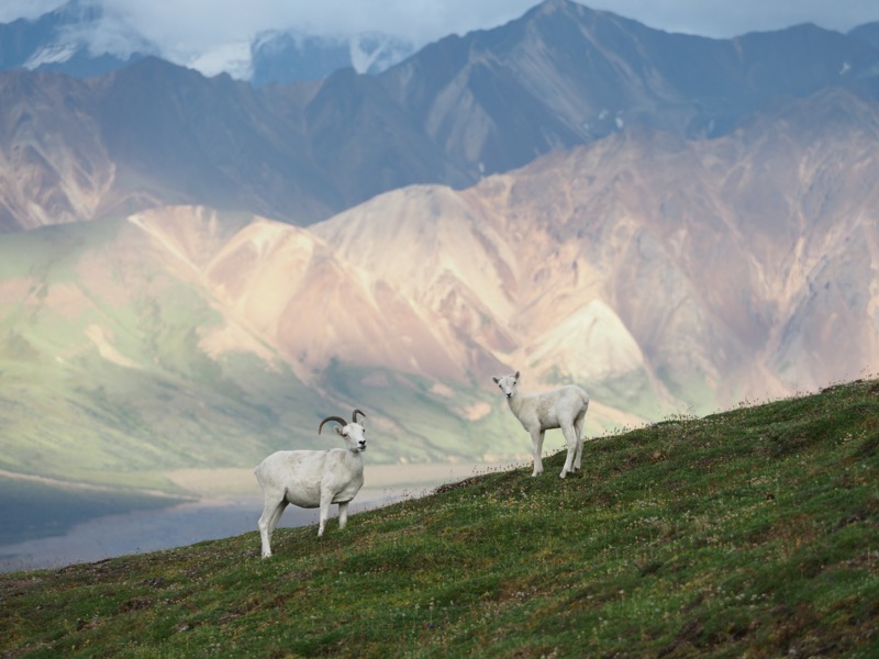 ドールシープたちの住むような急峻かつ危険なエリアで、300mm相当の望遠レンズをフットワーク軽く使えることは、体力的な負担を抑えるばかりか、命のリスクも軽減してくれる。<br><span class="fnt-85">OLYMPUS OM-D E-M1 Mark II / 150mm（300mm相当） / 絞り優先AE（F3.5、1/640秒、±0EV) / ISO 200</span>