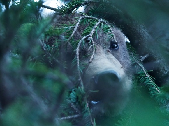 Progressive Pro Lens 写真家がプロレンズを選ぶ理由 アラスカの大地で被写体と向き合い 悠久の時の流れを感じる 動物写真家 佐藤大史さんインタビュー デジカメ Watch