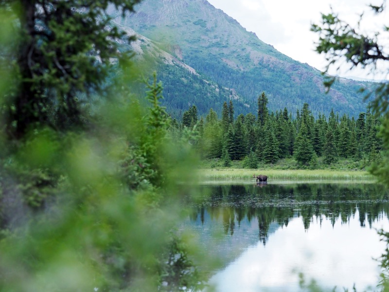 水草を食むムース。70mmで風景とともに小さめに配置しても、表情まで精緻に描写され解像力はバッチリ。警戒心の強い動物の暮らしにも寄り添えるのは静音シャッターの恩恵だ。<br><span class="fnt-85">OLIMPUS OM-D E-M1 Mark II / 70mm（140mm相当） / 絞り優先AE（F3.5、1/2,500秒、±0EV） / ISO 1600</span>